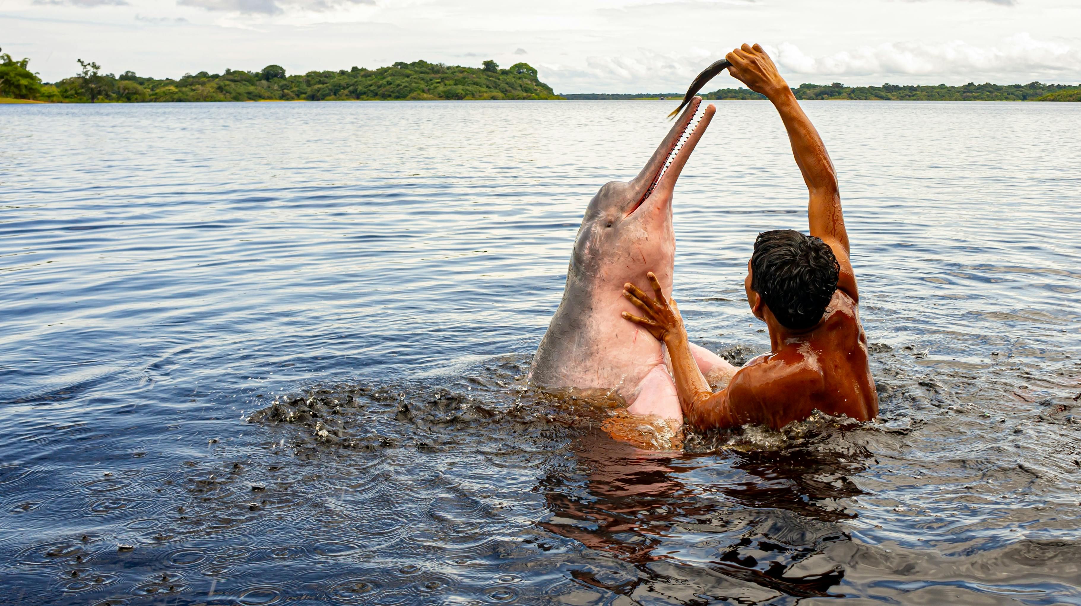 The World's Most Unusual Dolphin Is Bright Pink—But It Doesn't