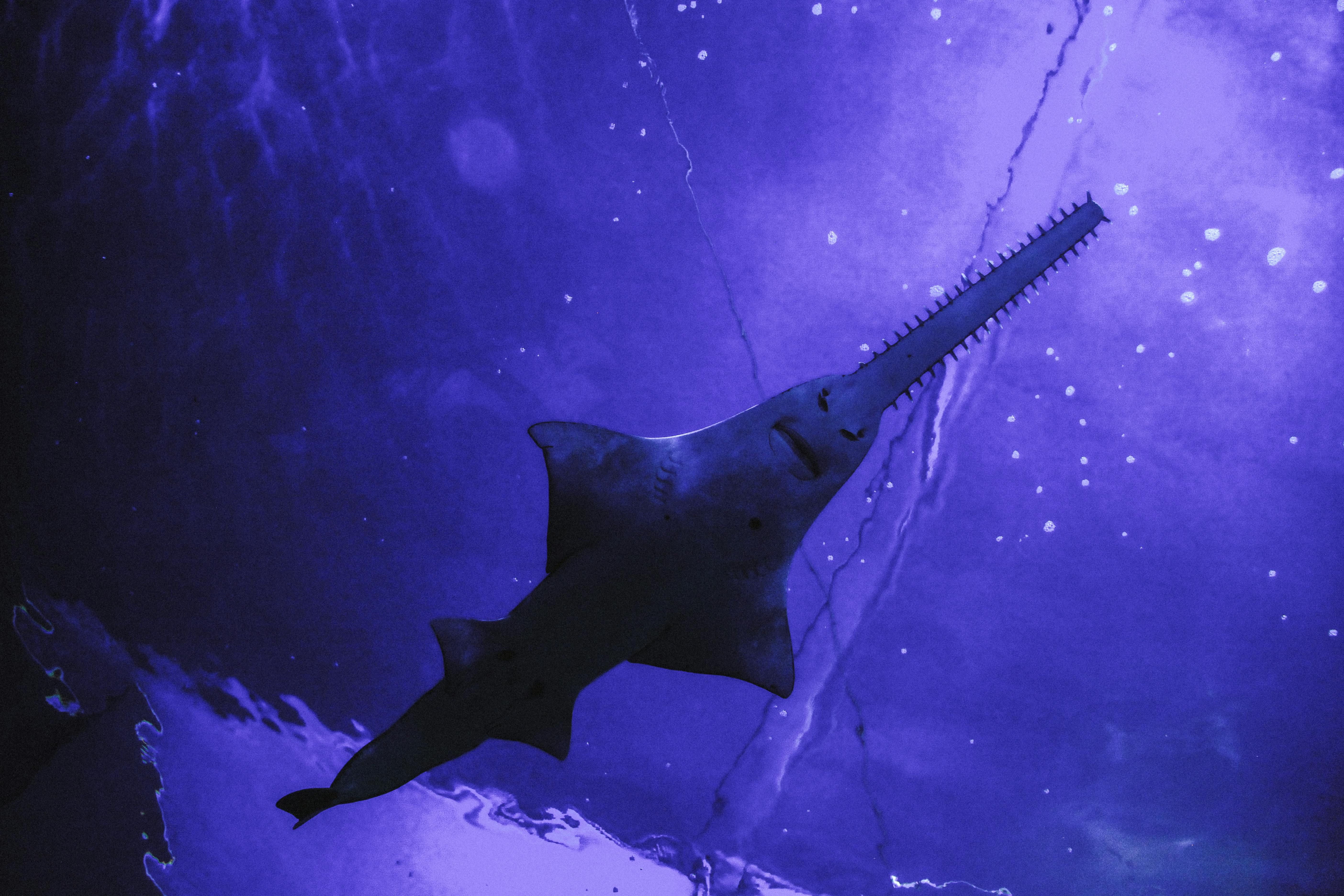 Florida Fish Keep Spinning To Death—And It's Not The First Time This ...