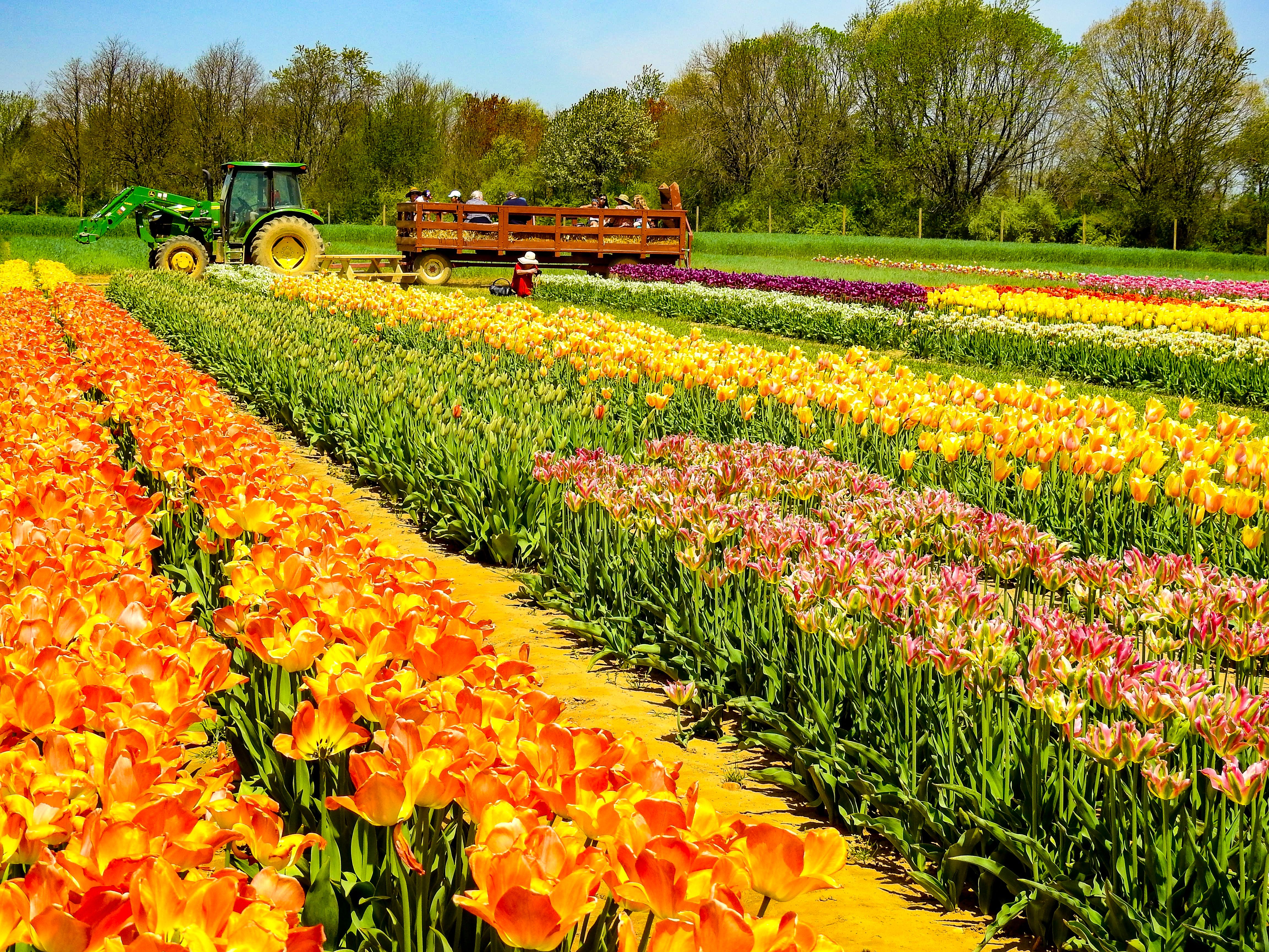 Farm Ridges Hd Holland Ridge Farms Animals