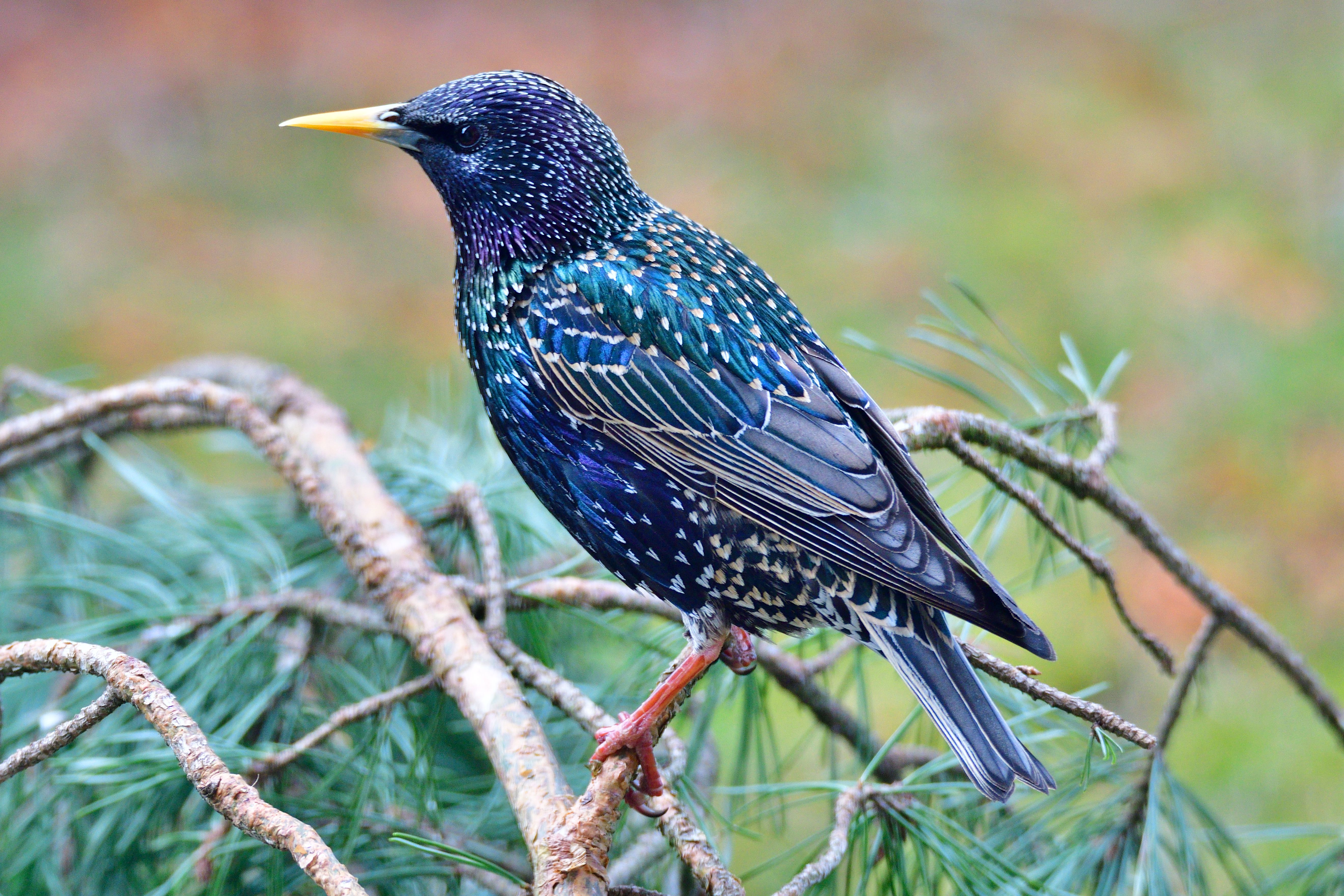 This Invasive Creature Was Brought To The U.S. Because Of Shakespeare ...