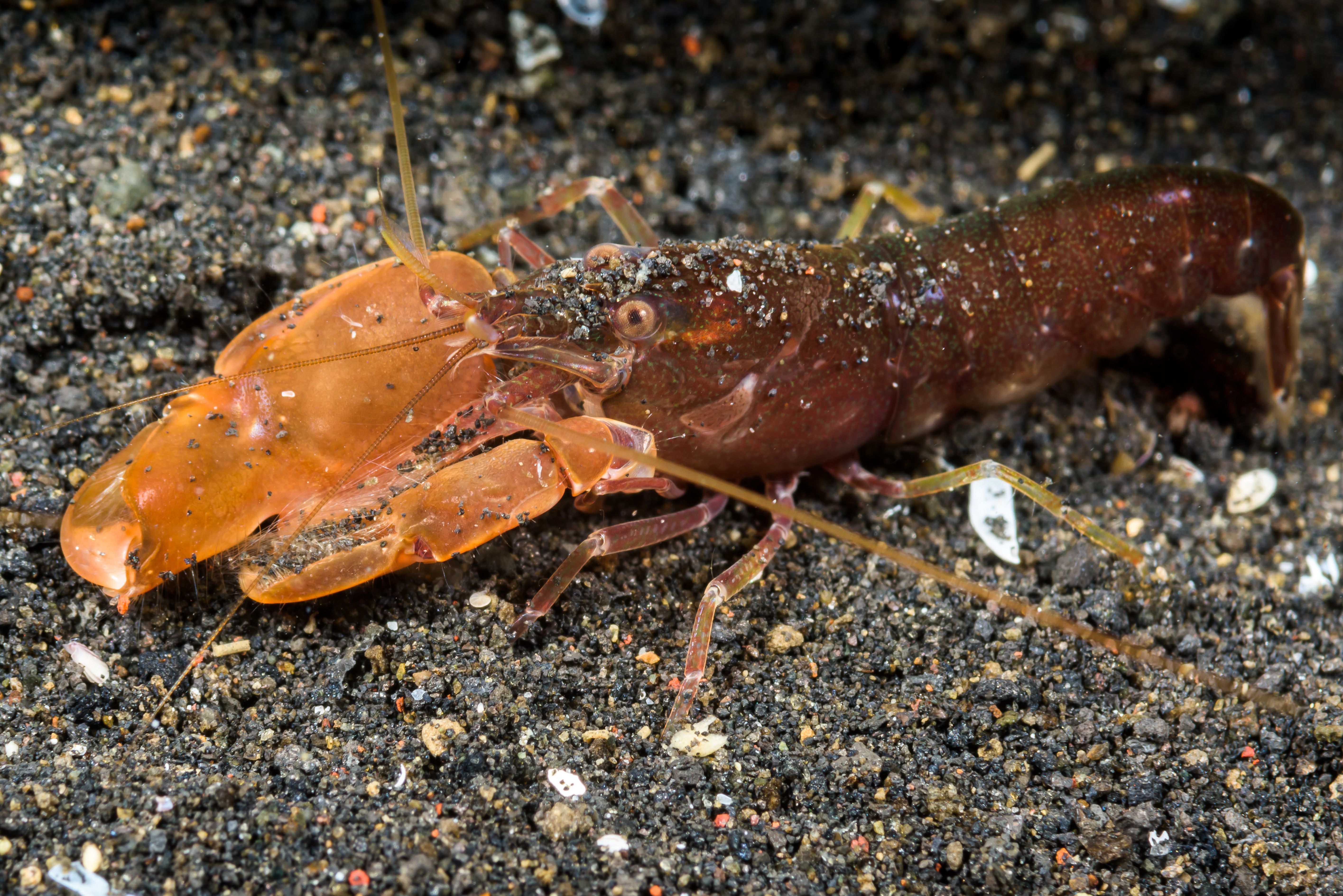 The Loudest Animal In The Ocean Is A Shockingly Tiny Creature With A ...