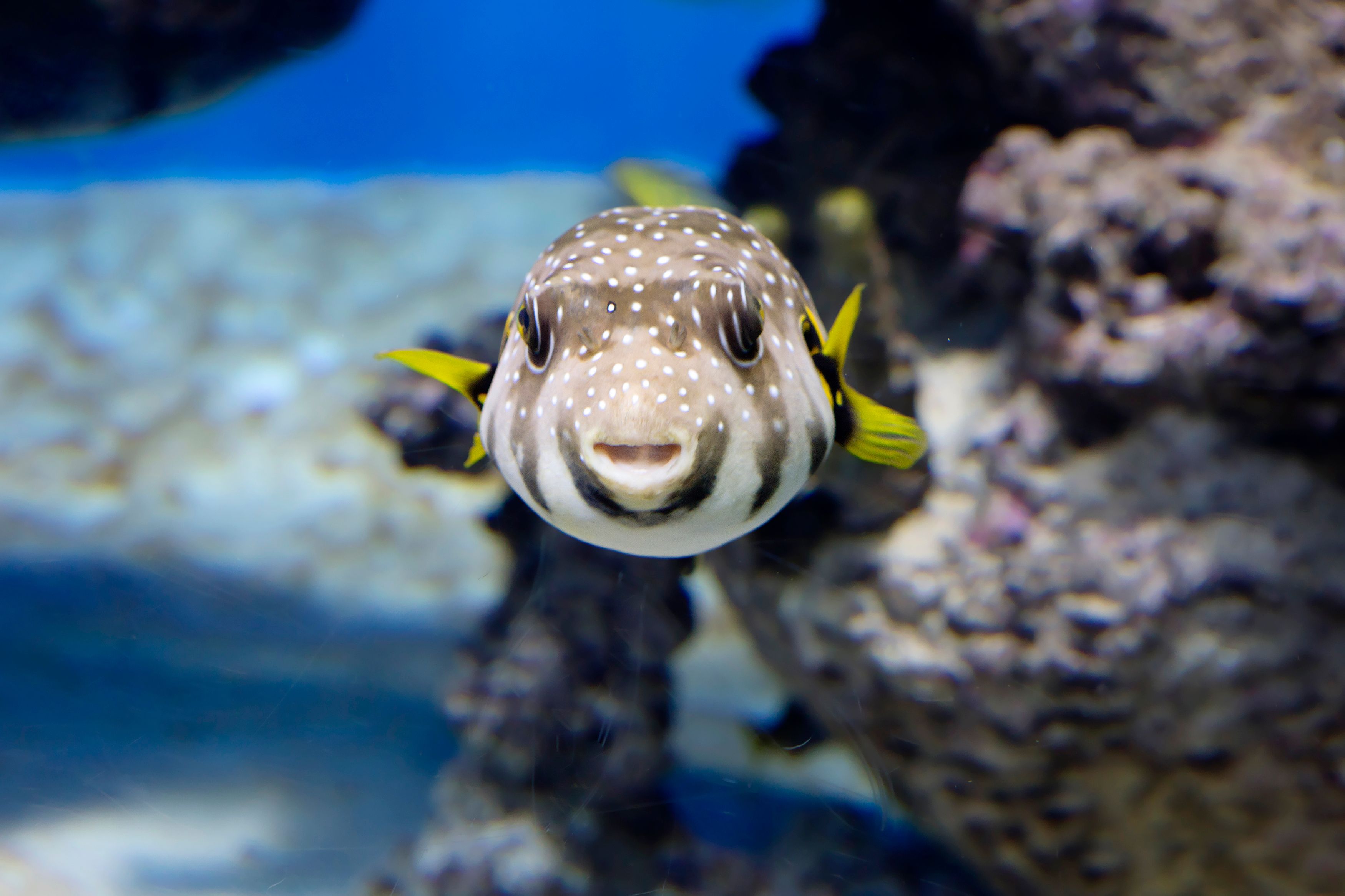 This Poisonous Animal Found In The U.S. Is 1,200 Times More Toxic Than ...