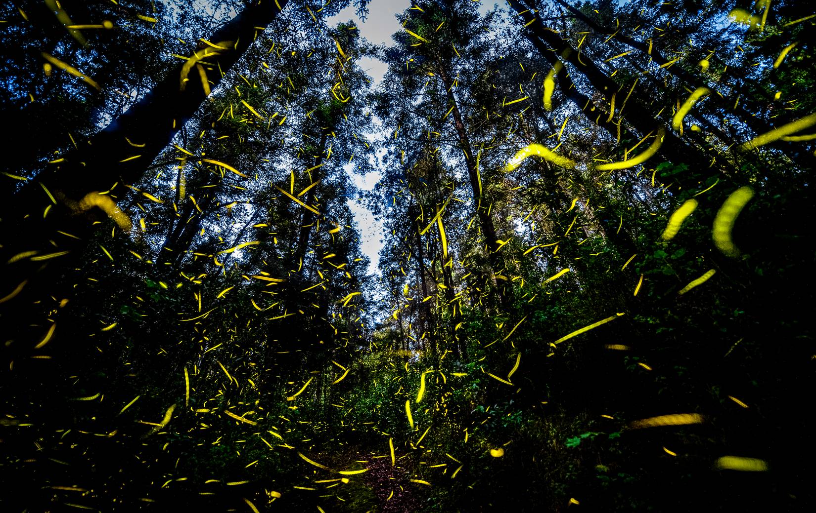 Fireflies Season at Nanacamilpa Forest in Tlaxcala, Mexico