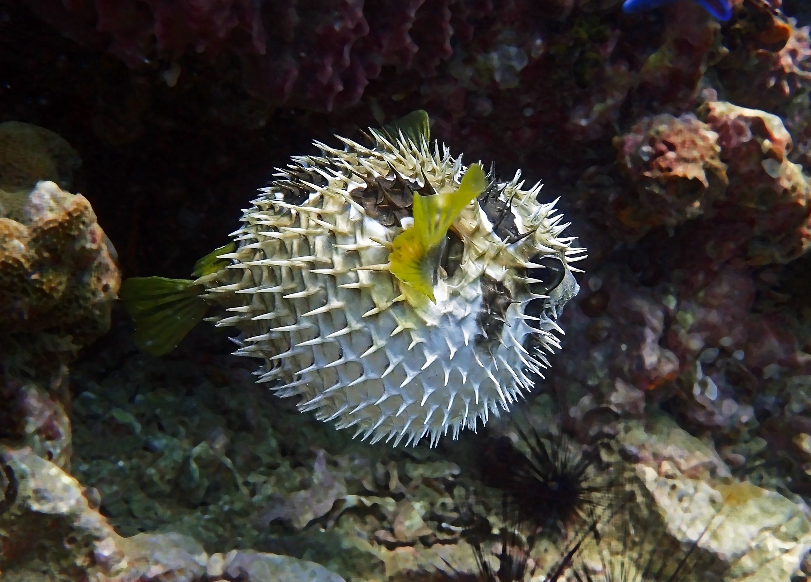 This Poisonous Animal Found In The U.S. Is 1,200 Times More Toxic Than ...