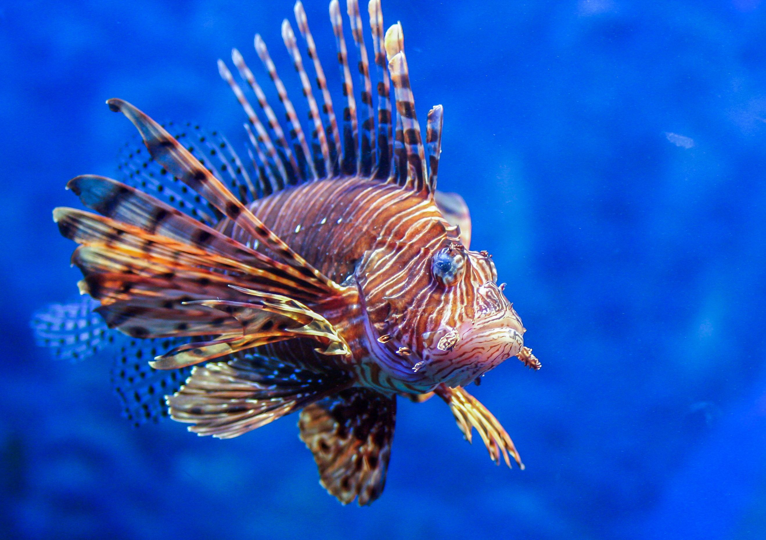 One Of The Deadliest Underwater Predators Has Invaded U.S. National ...