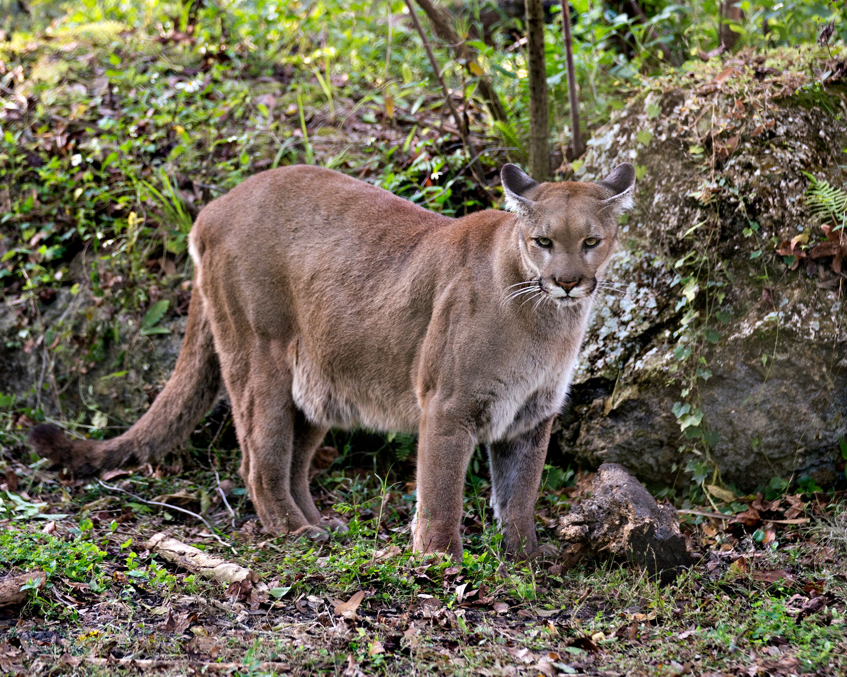 It's Not Looking Good For Florida's Rarest Animal In The Wild