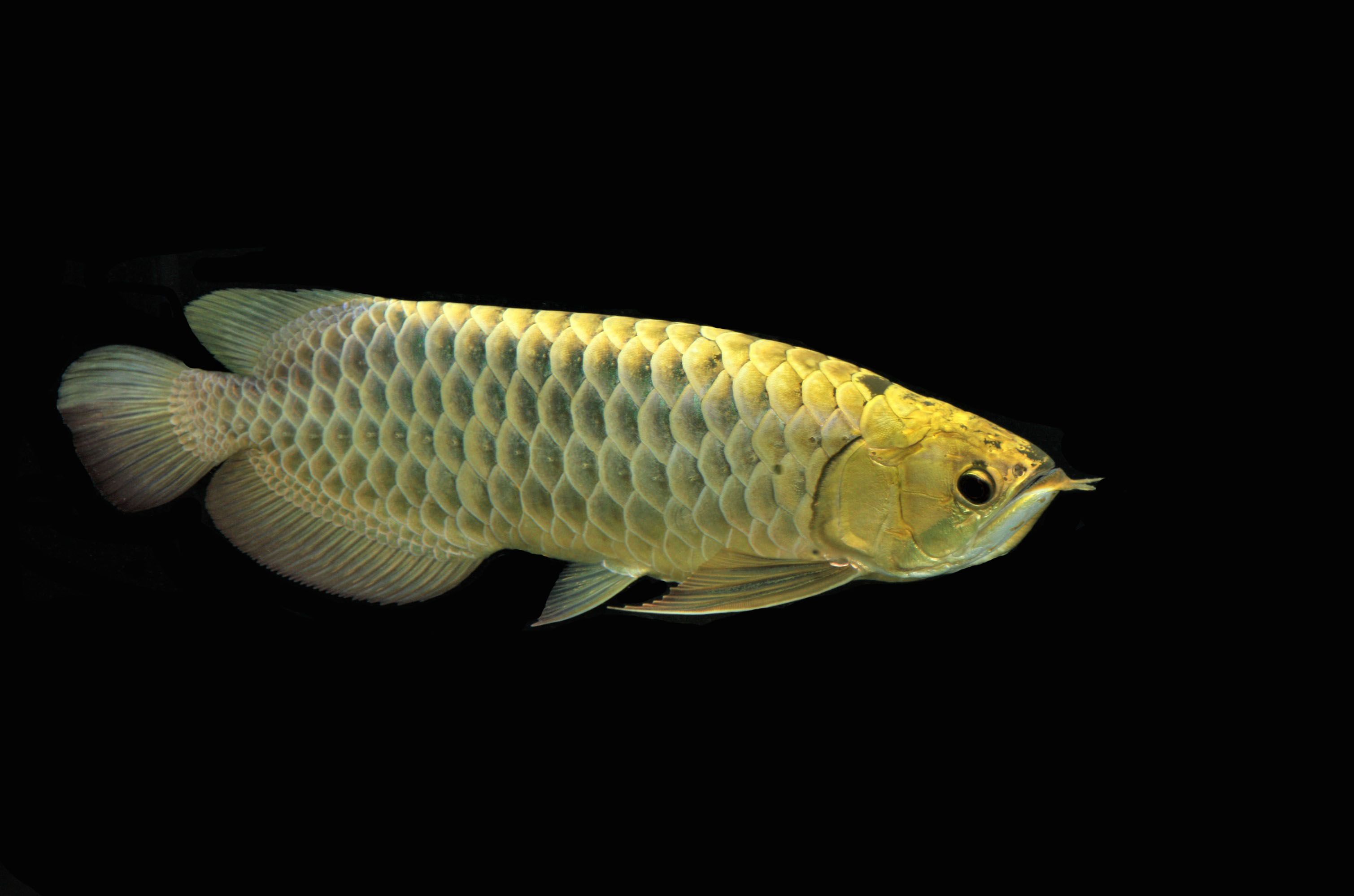 Why People Are Paying $300k For A Fish That Costs More Than A Supercar