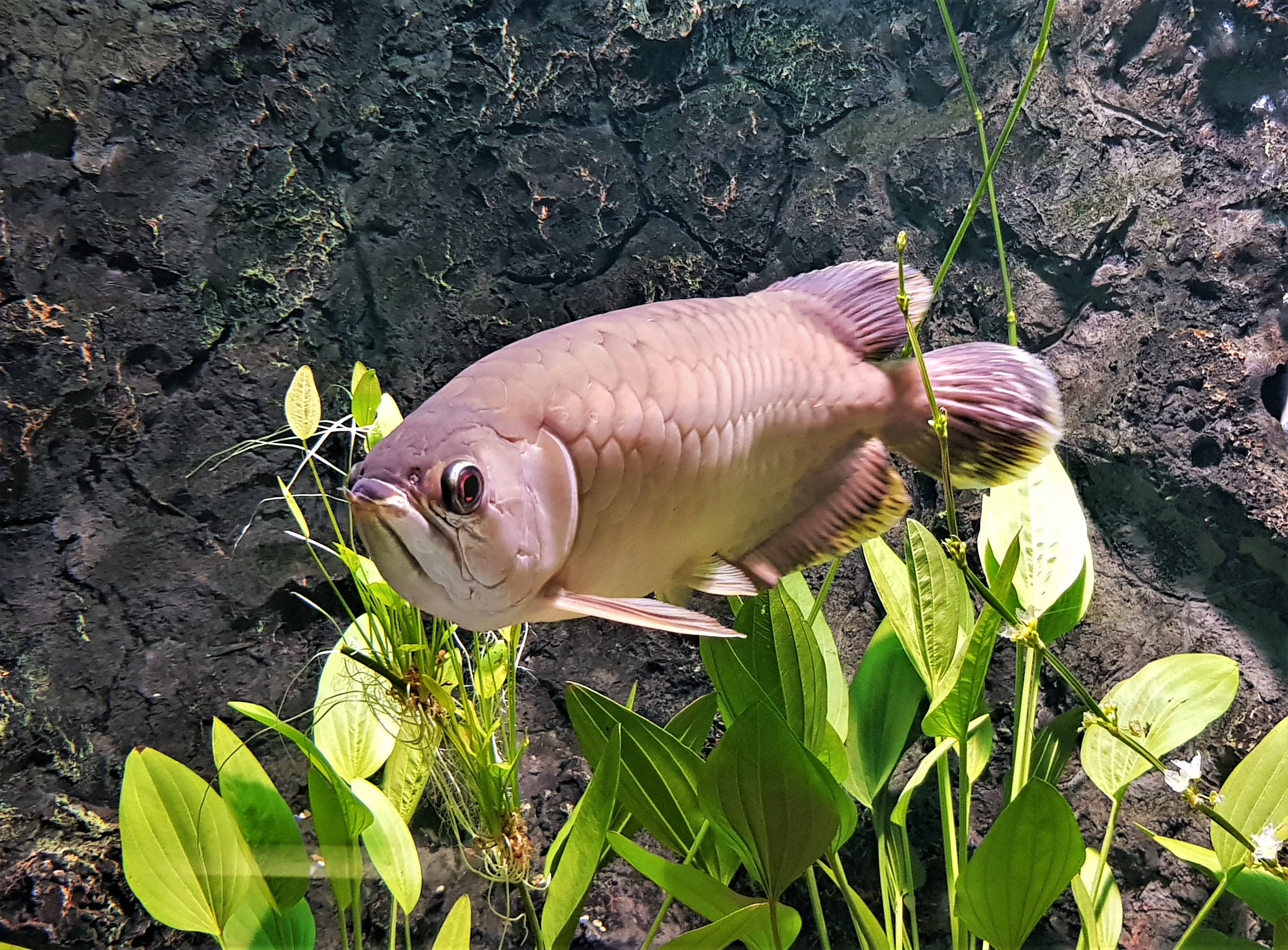 Aworpma Fish Why People Are Paying $300k For A Fish That Costs More Than A Supercar