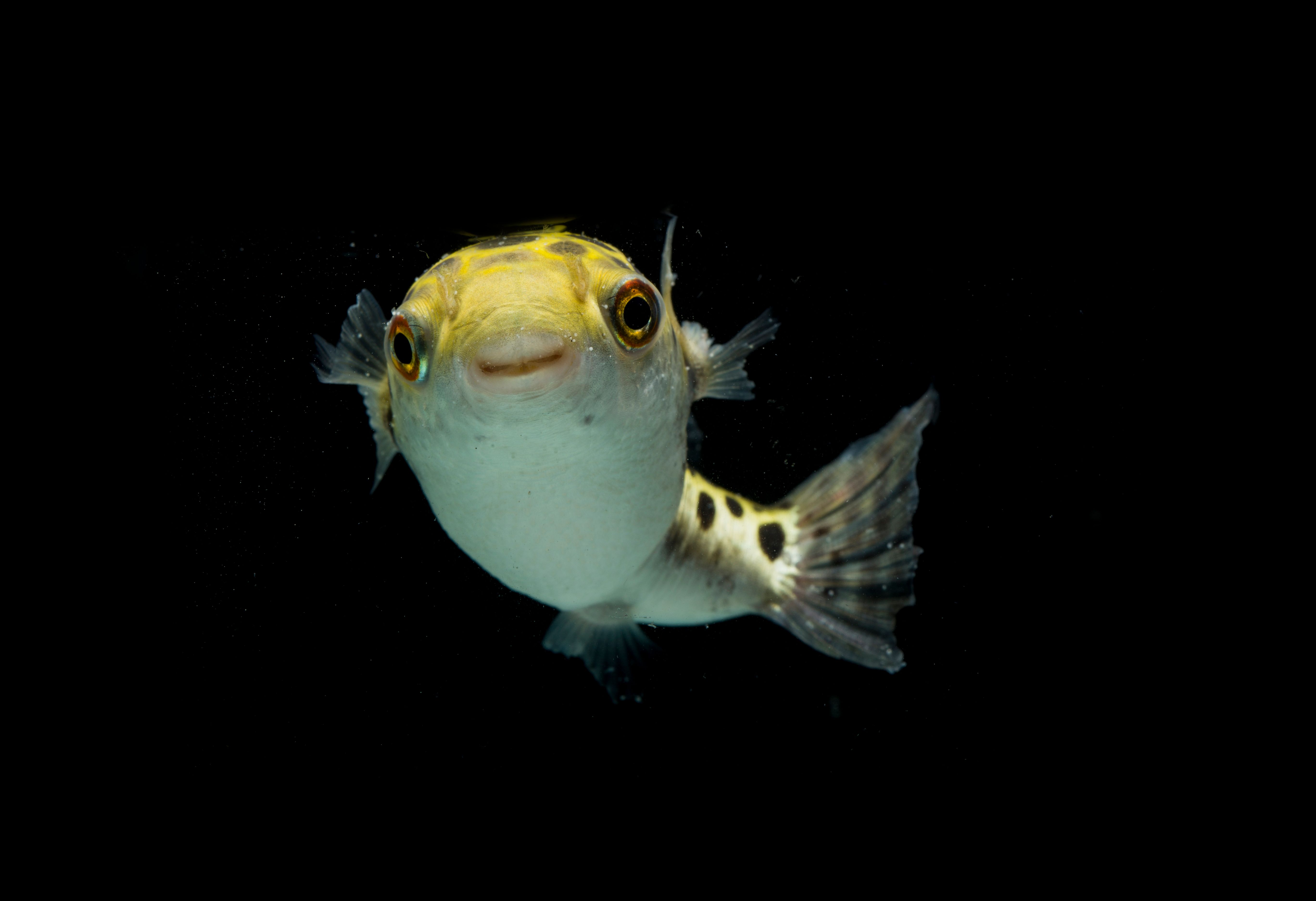 This Poisonous Animal Found In The U.S. Is 1,200 Times More Toxic Than ...