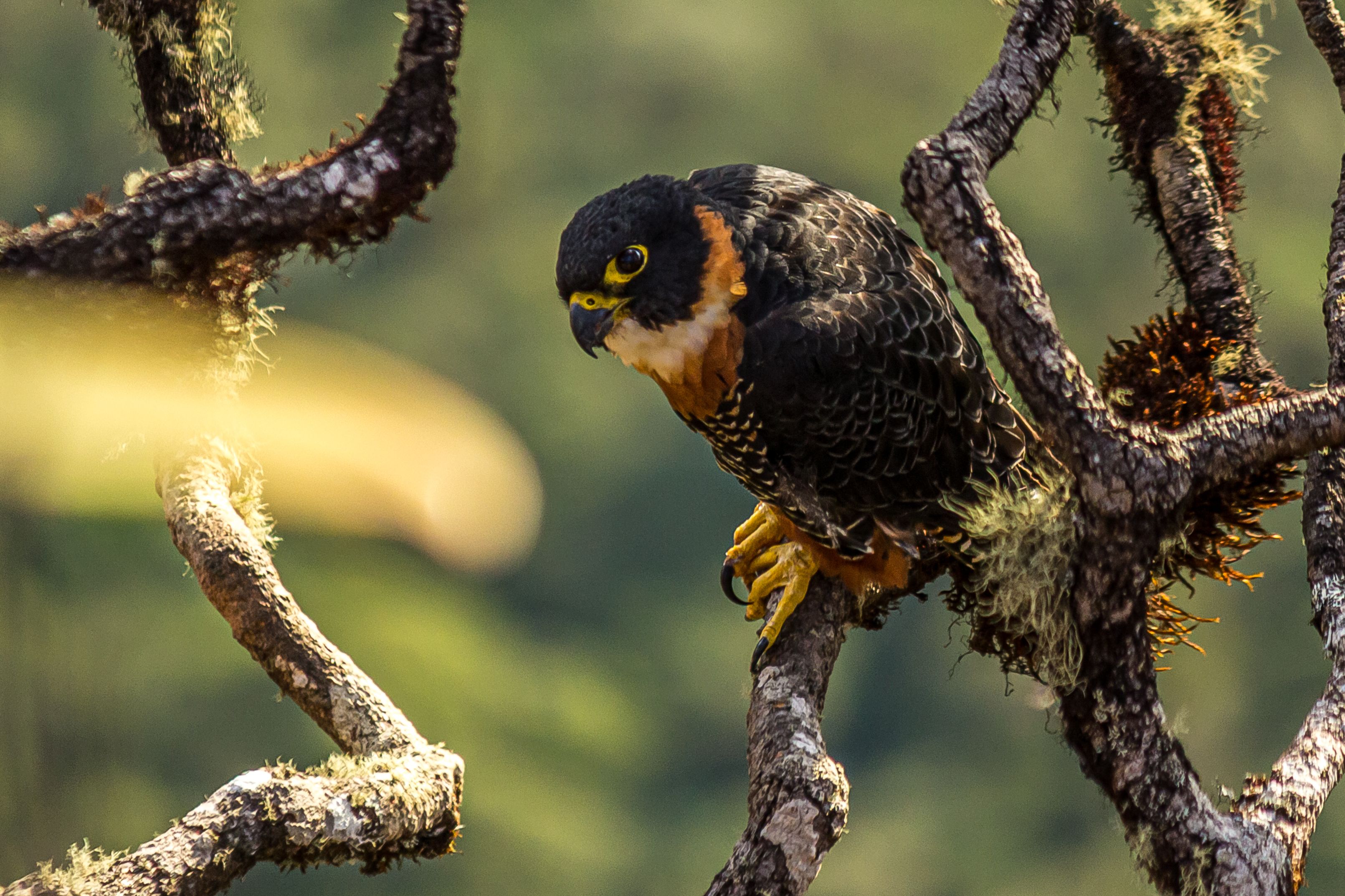 An Ancient 'Lost City' Reveals Incredible Secrets About Evolution ...