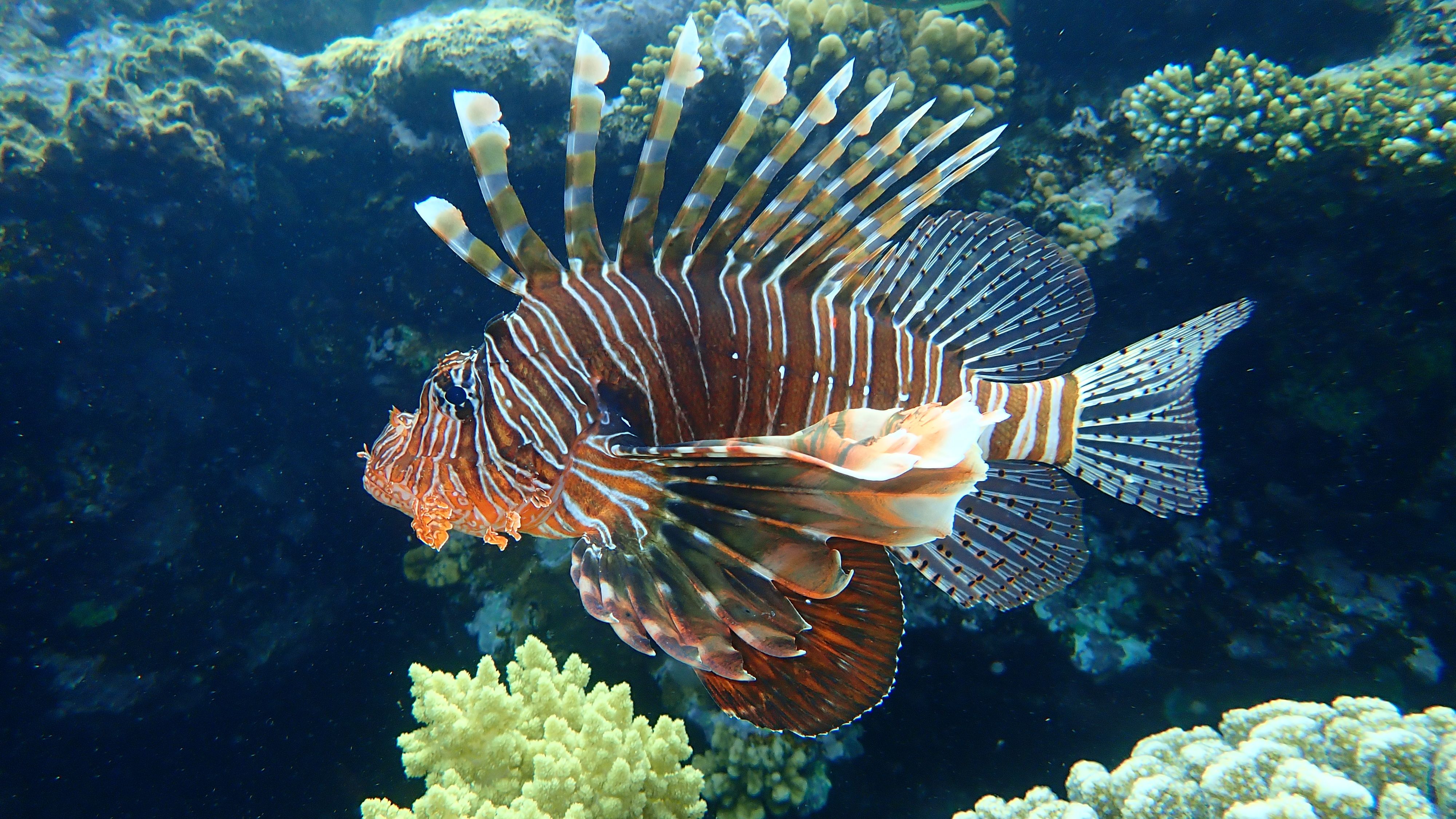 One Of The Deadliest Underwater Predators Has Invaded U.S. National ...