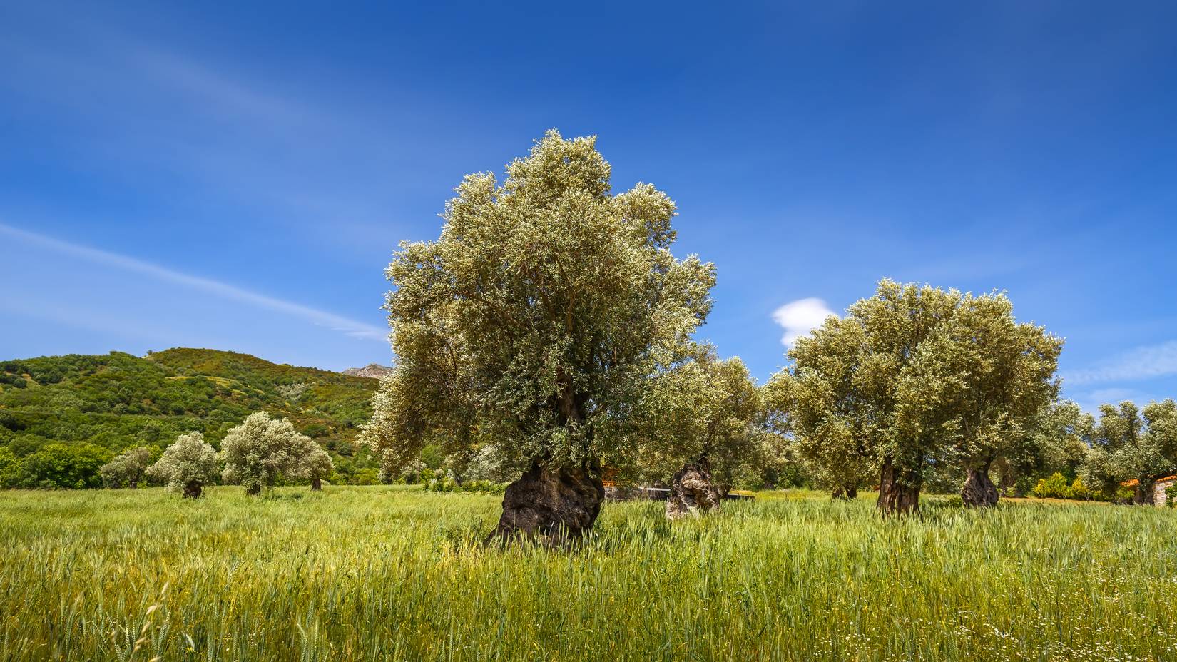 Code Caries Root This 4,000-Year-Old Tree Witnessed The Rise And Fall Of Some Of History ...