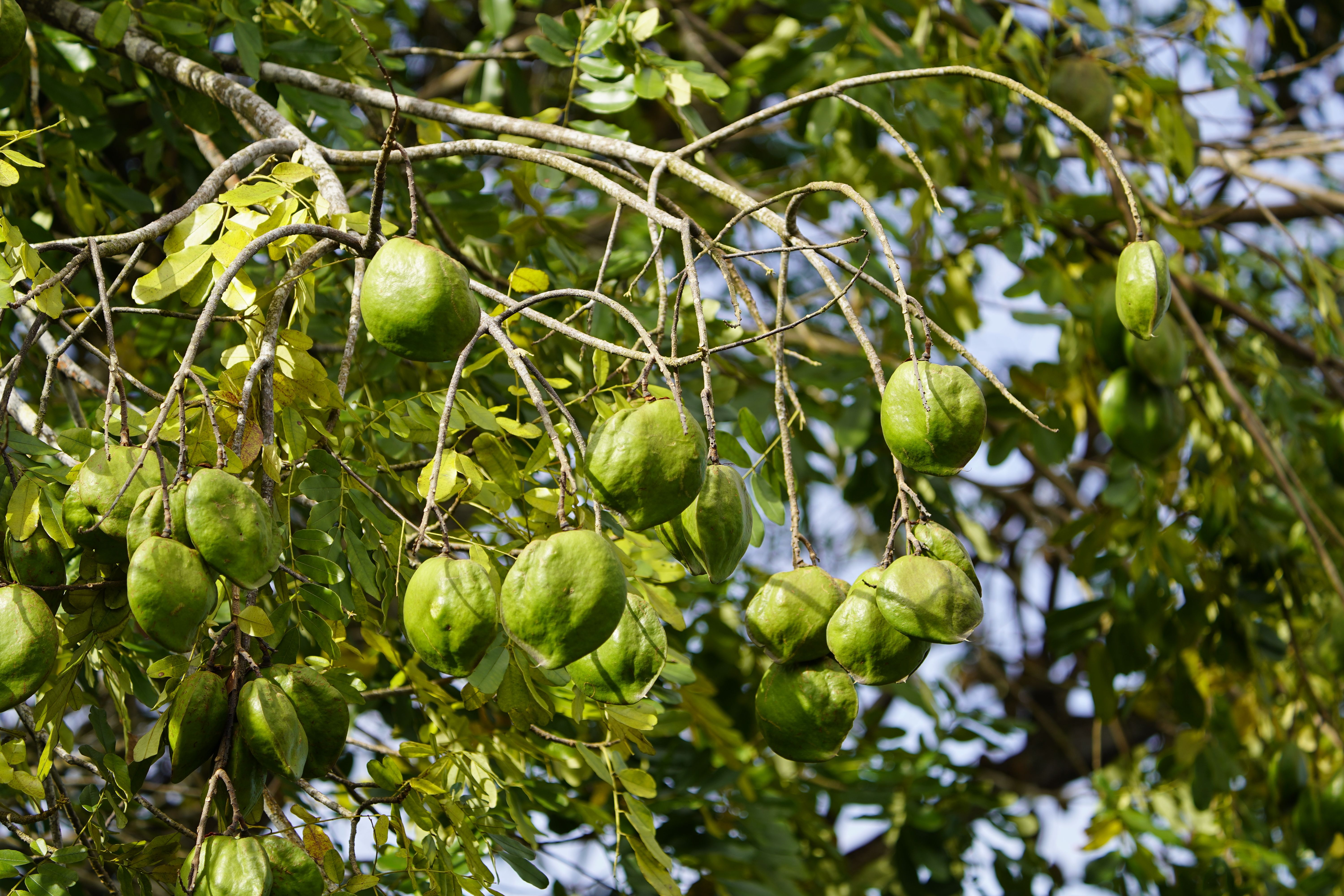 This Superpowered Tree Has Evolved To Kill Its Enemies With Lightning Bolts