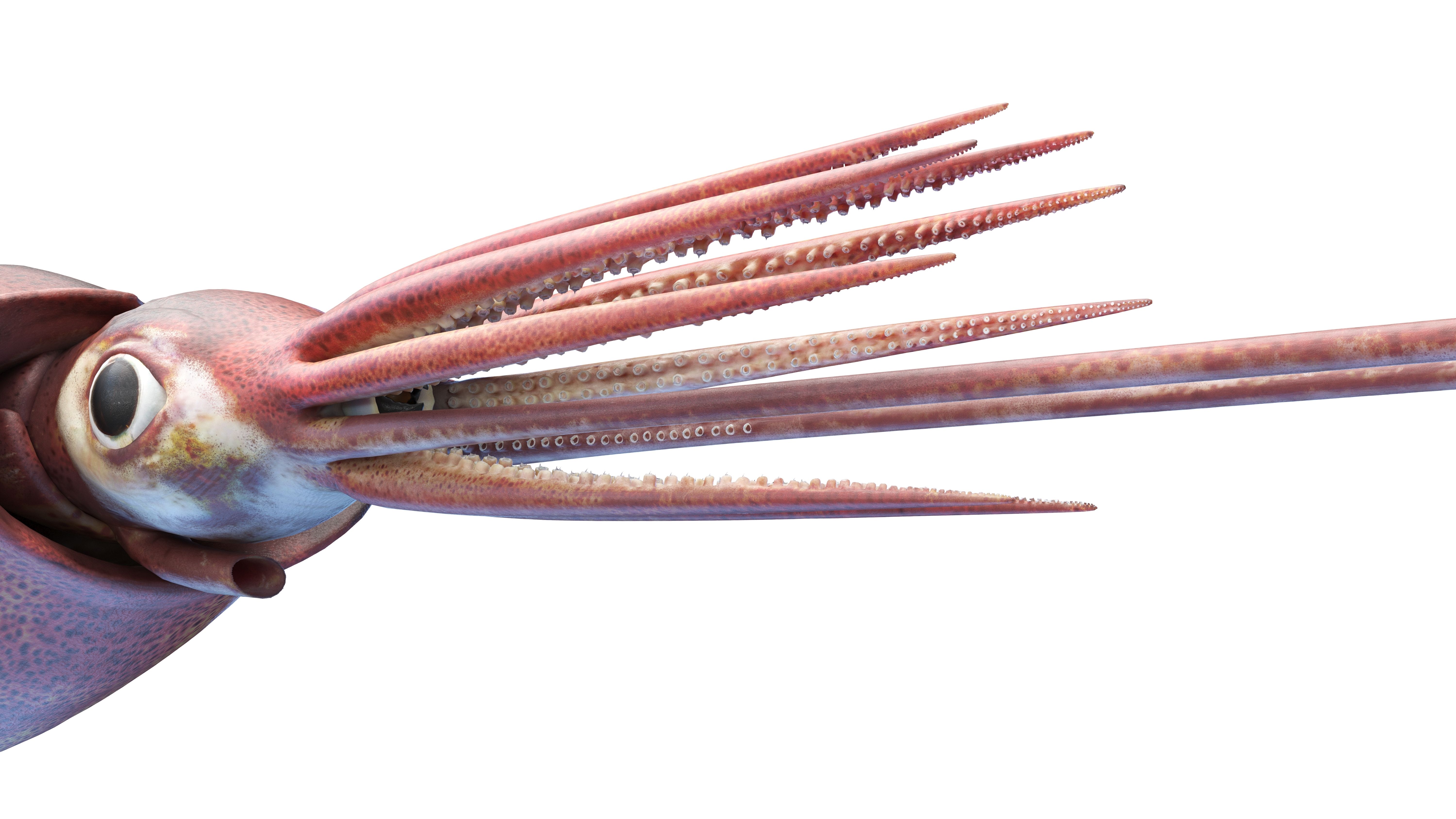 A Colossal Squid—Only Just A Baby—Was Just Filmed For The First Time In ...