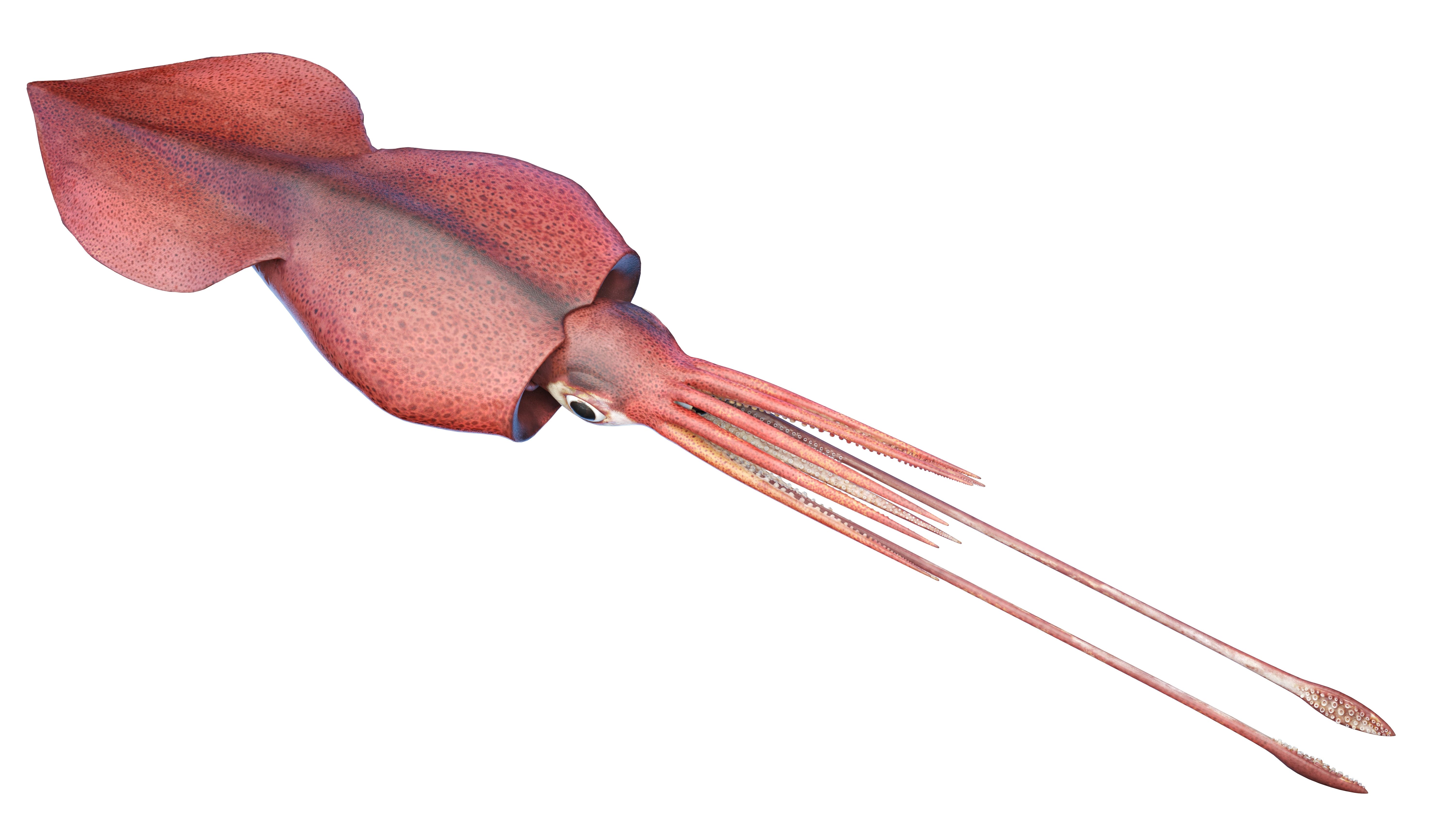 A Colossal Squid—Only Just A Baby—Was Just Filmed For The First Time In ...