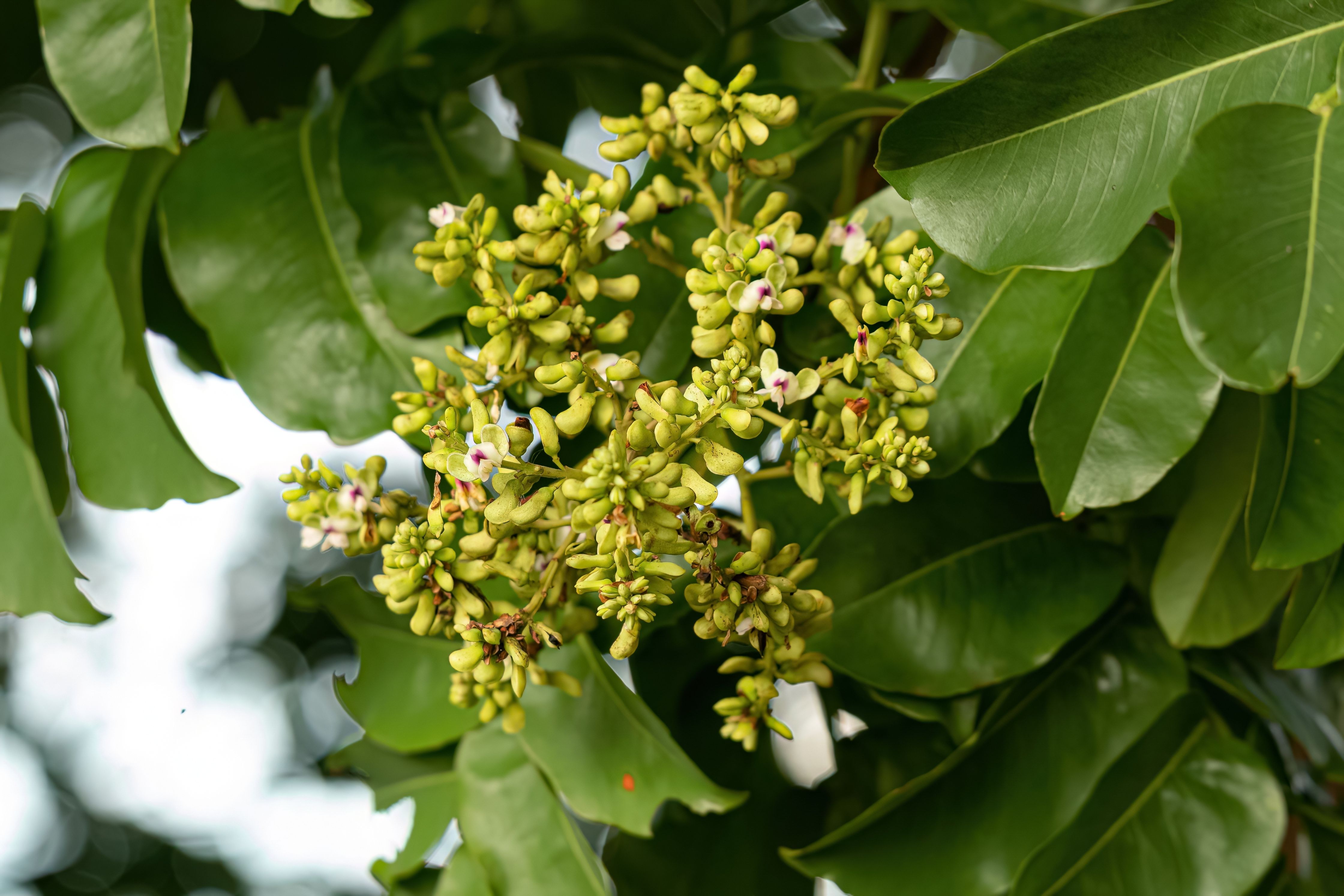 This Superpowered Tree Has Evolved To Kill Its Enemies With Lightning Bolts