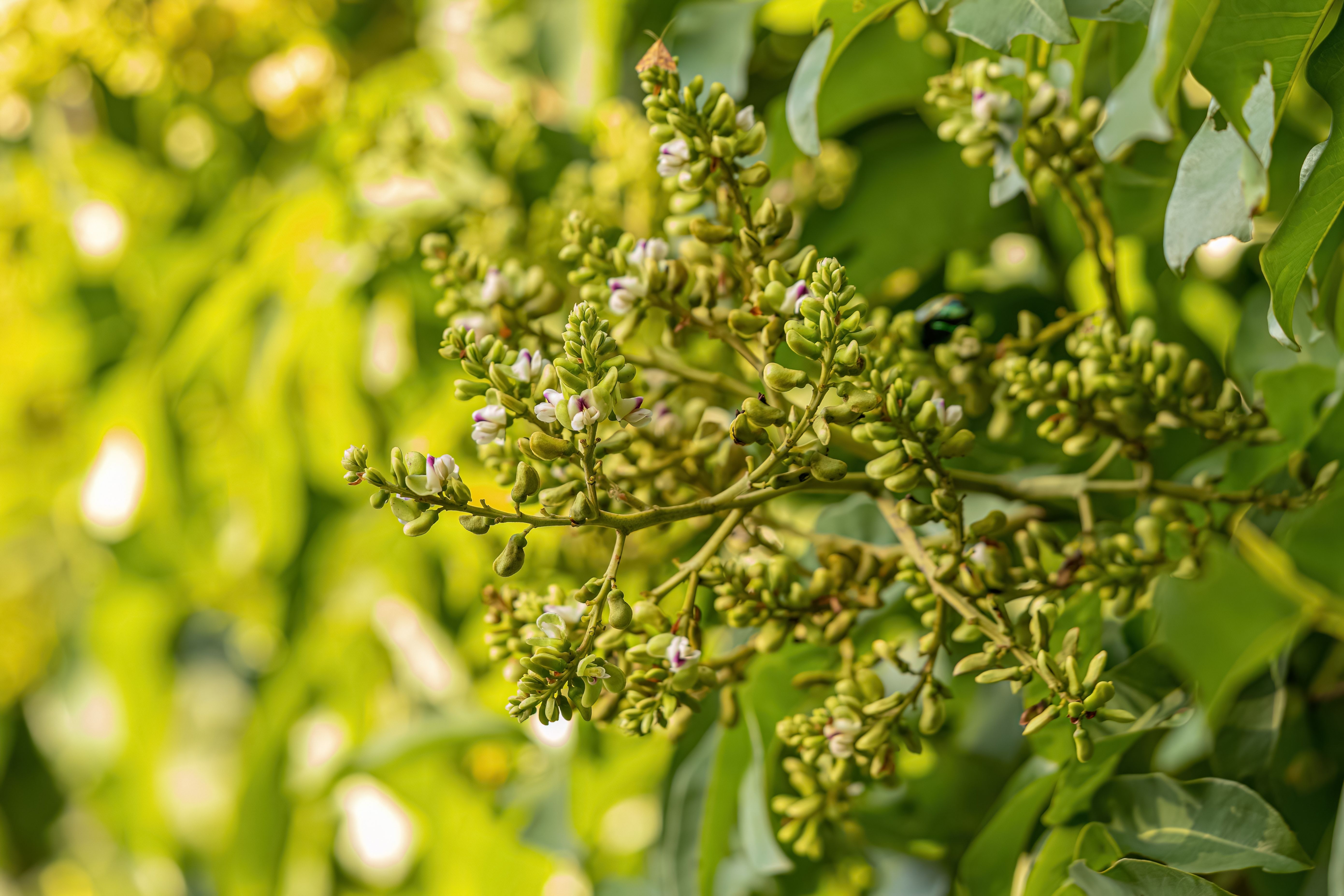 This Superpowered Tree Has Evolved To Kill Its Enemies With Lightning Bolts