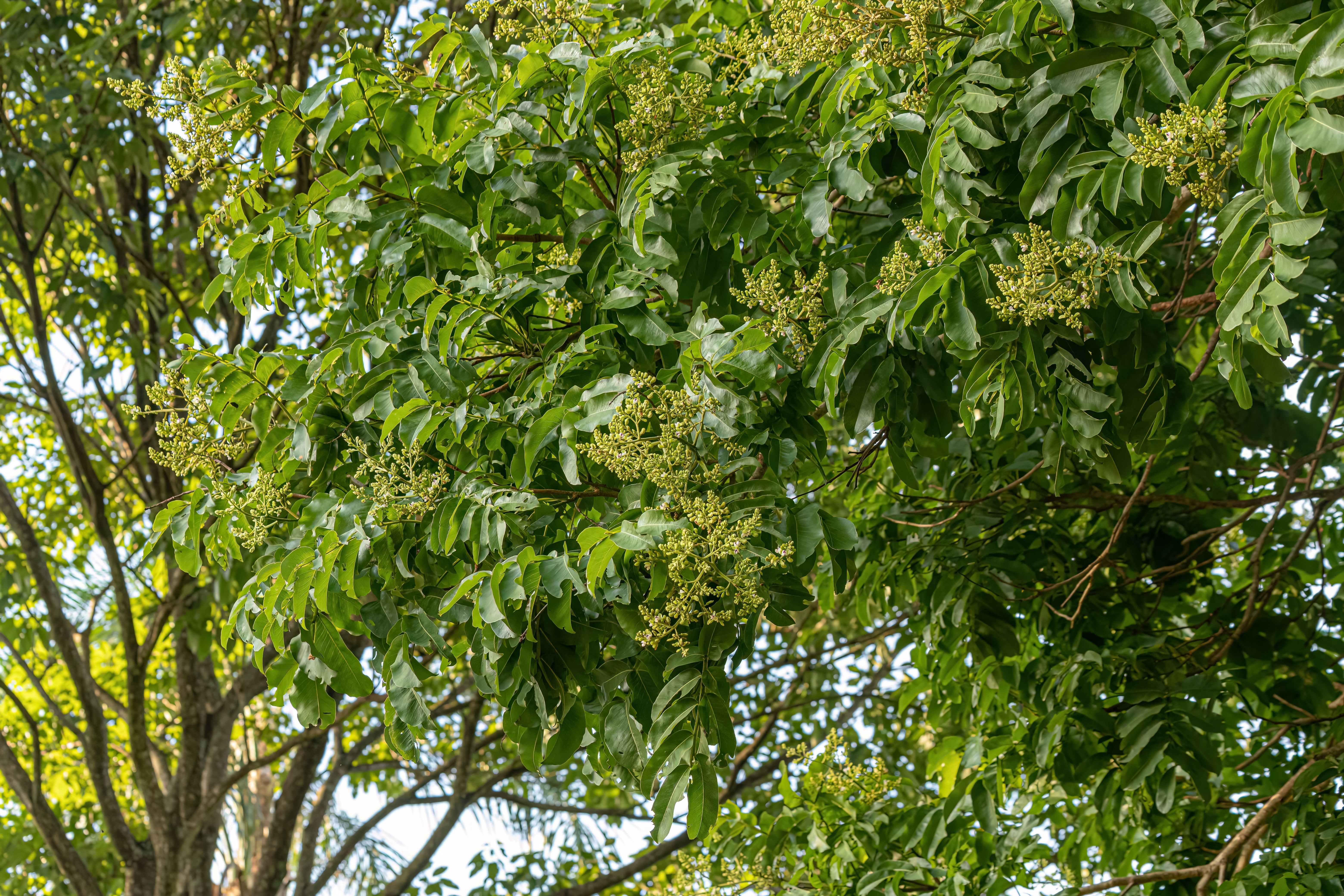 This Superpowered Tree Has Evolved To Kill Its Enemies With Lightning Bolts