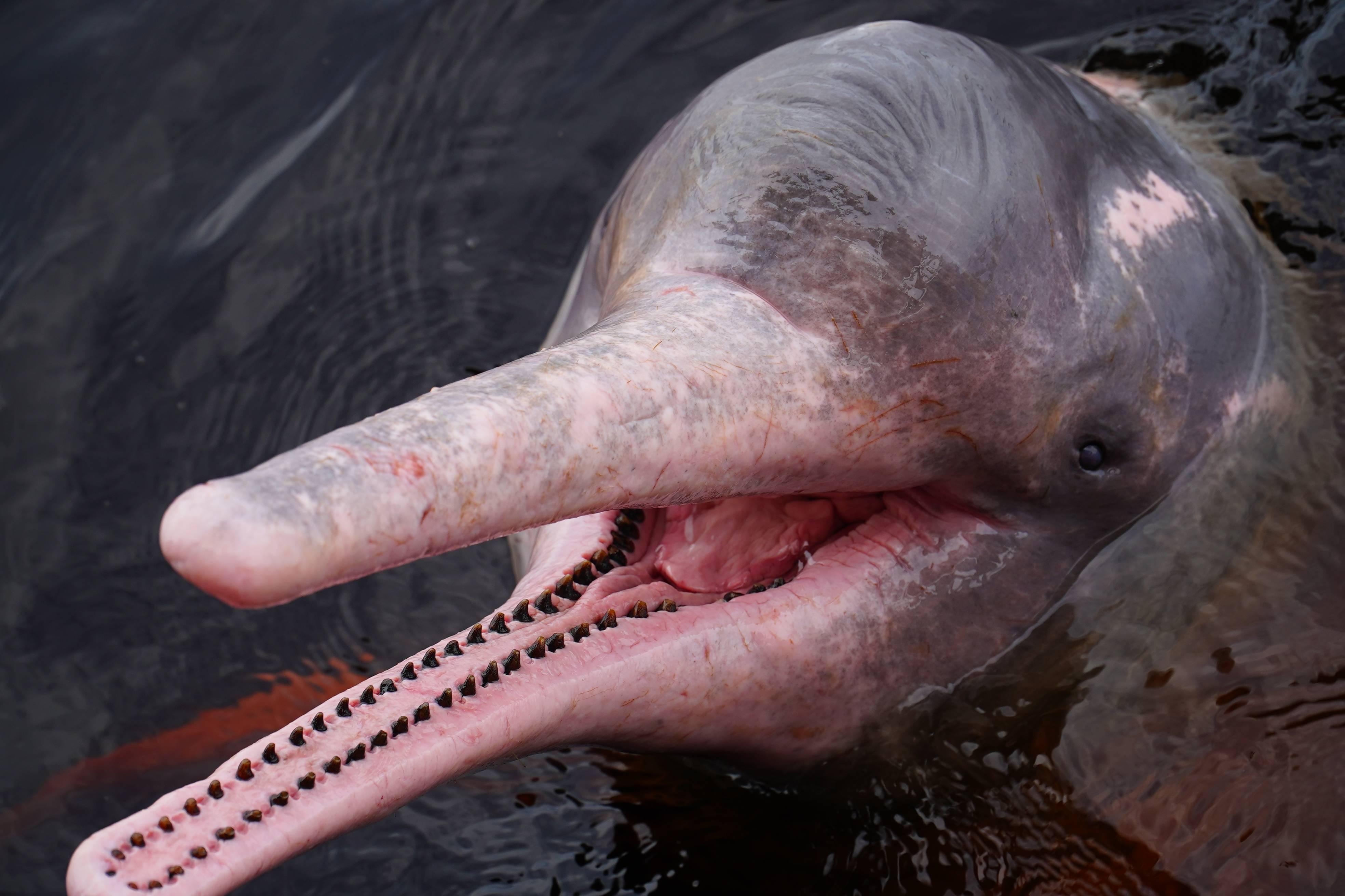Boto Rio Amazonas The World's Most Unusual Dolphin Is Bright Pink—But It Doesn't Start ...