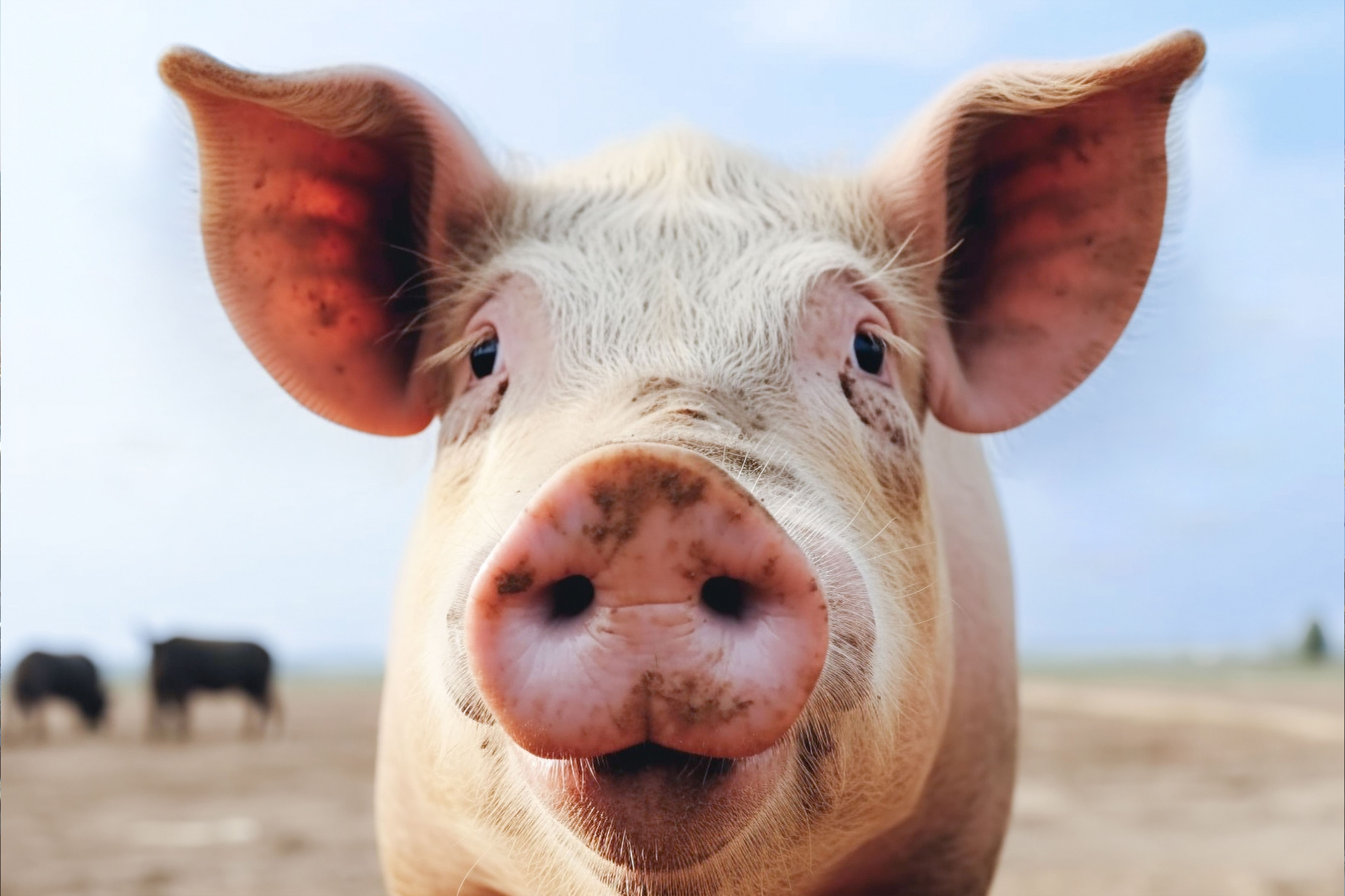 The World Still Mourns Pigcasso Whose Art Cost Thousands