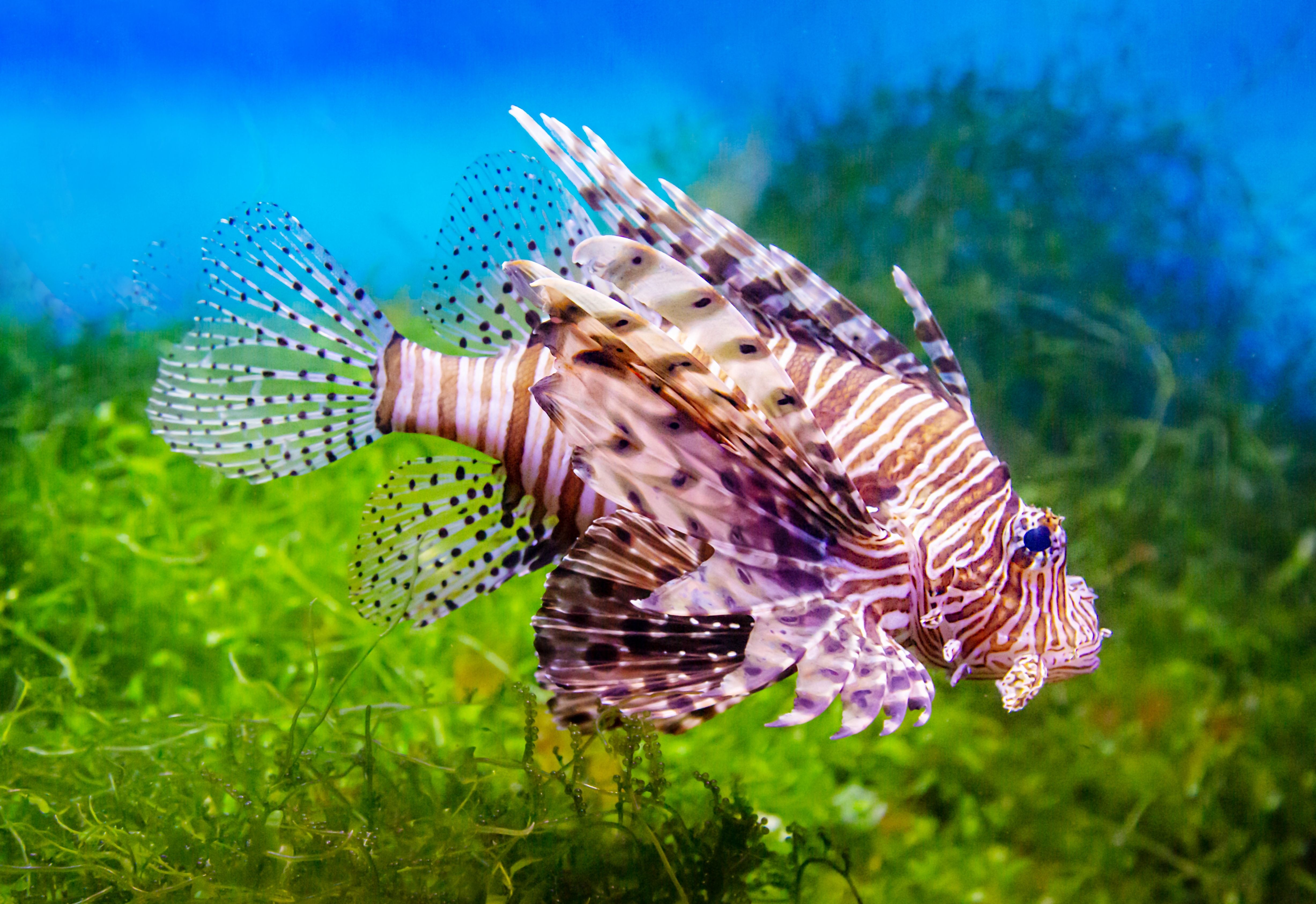 One Of The Deadliest Underwater Predators Has Invaded U.S. National ...