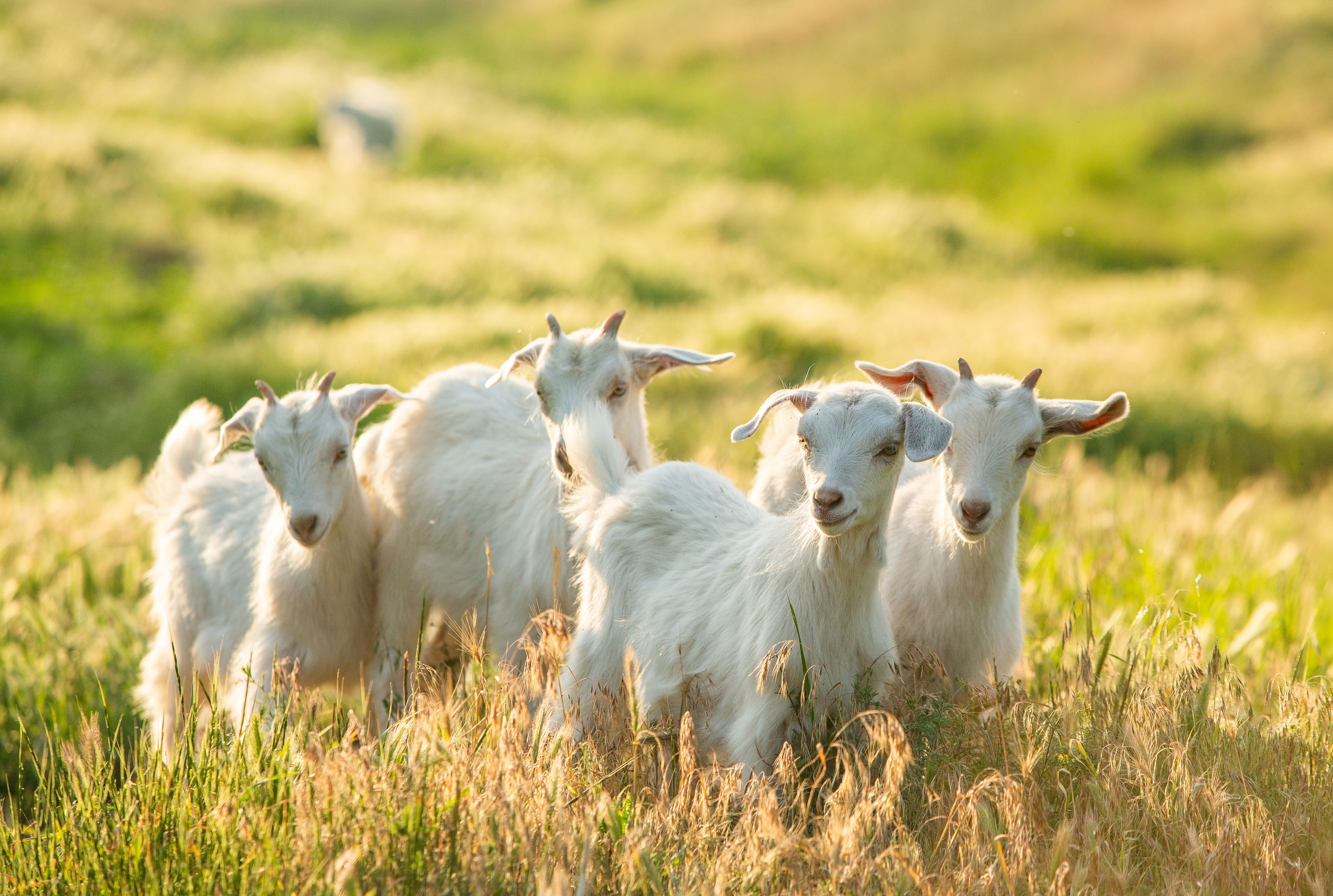Why Google Headquarters Hired Hundreds Of Goats