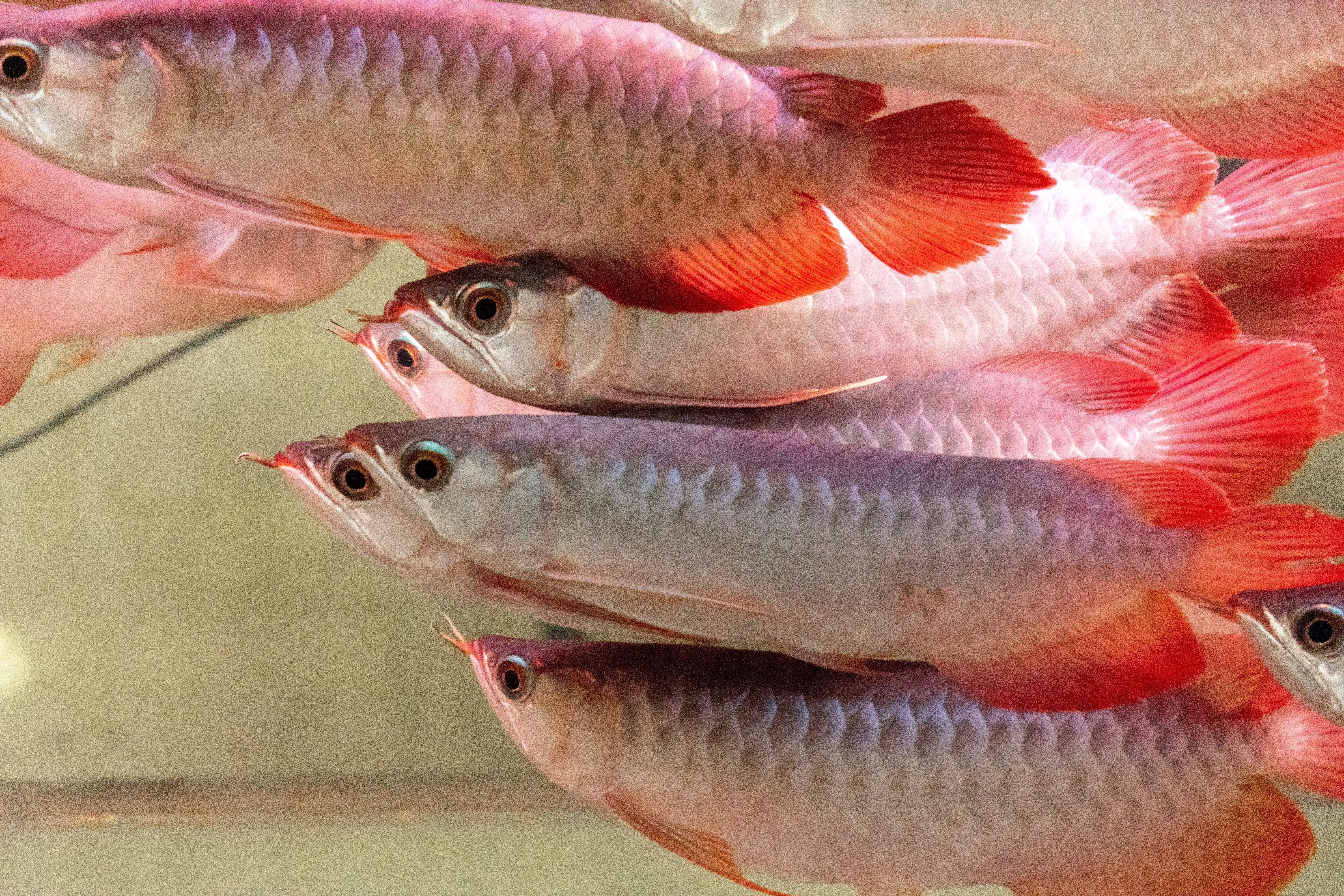 Why People Are Paying $300k For A Fish That Costs More Than A Supercar