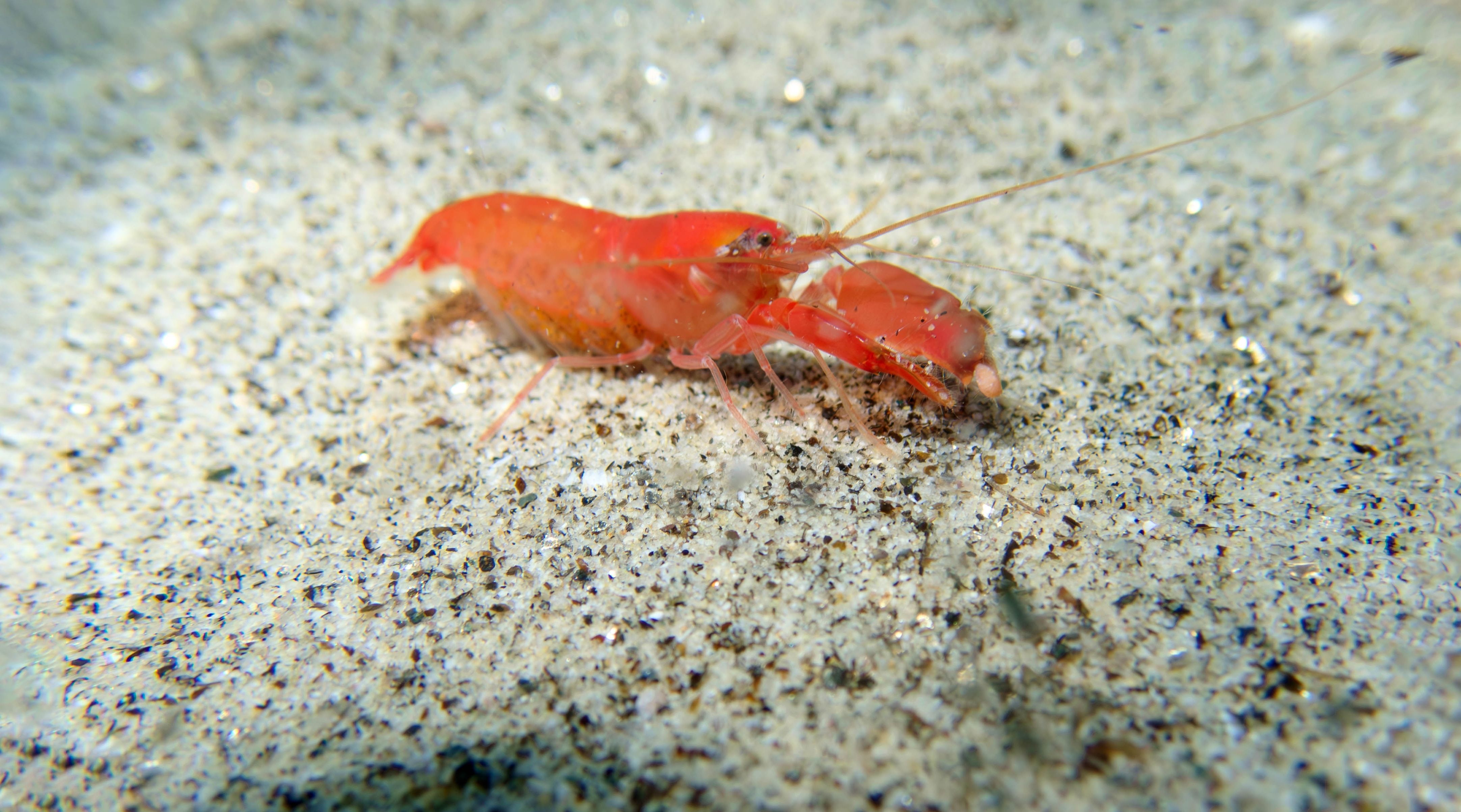 Snapping or Pistol shrimp
