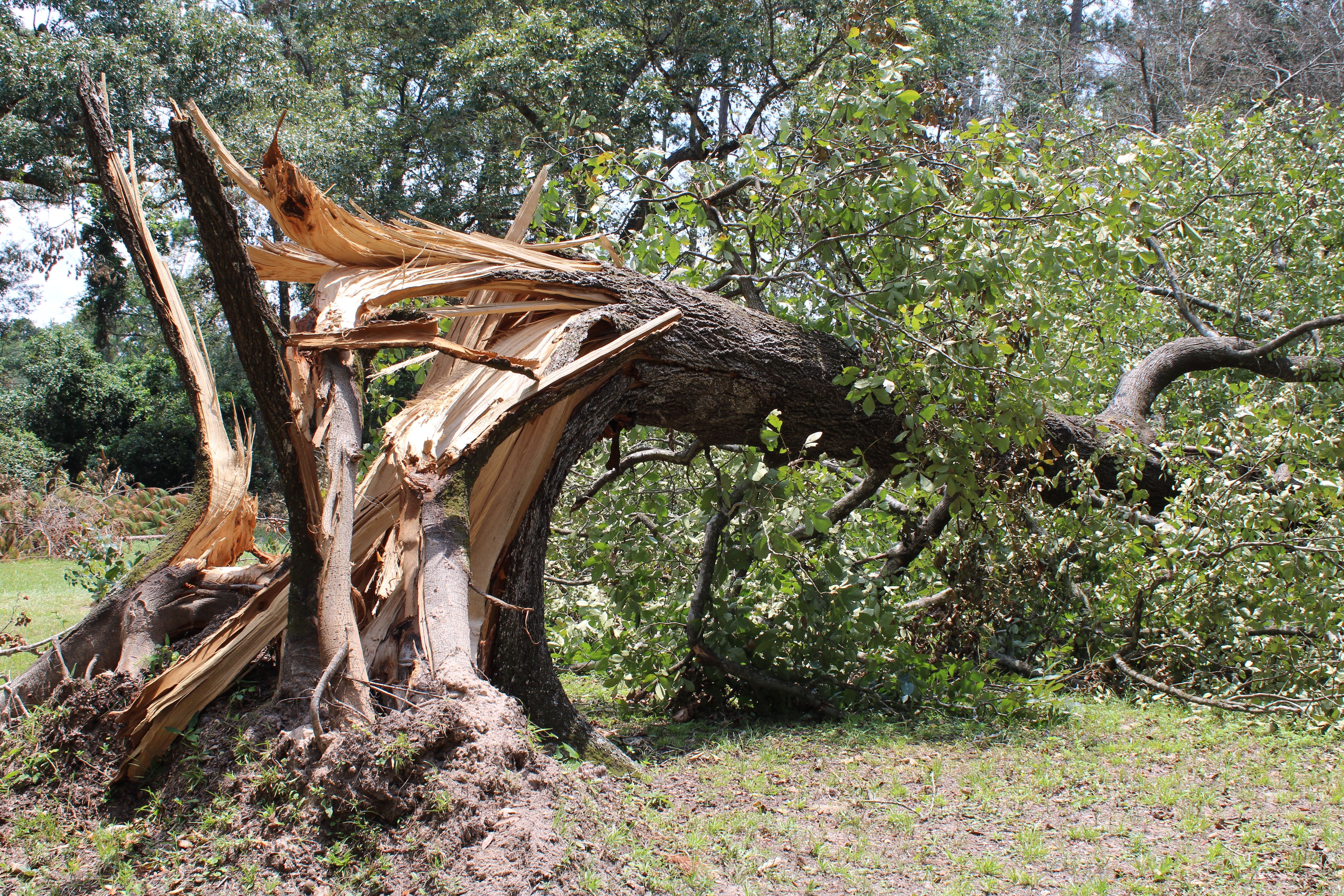 This Superpowered Tree Has Evolved To Kill Its Enemies With Lightning Bolts