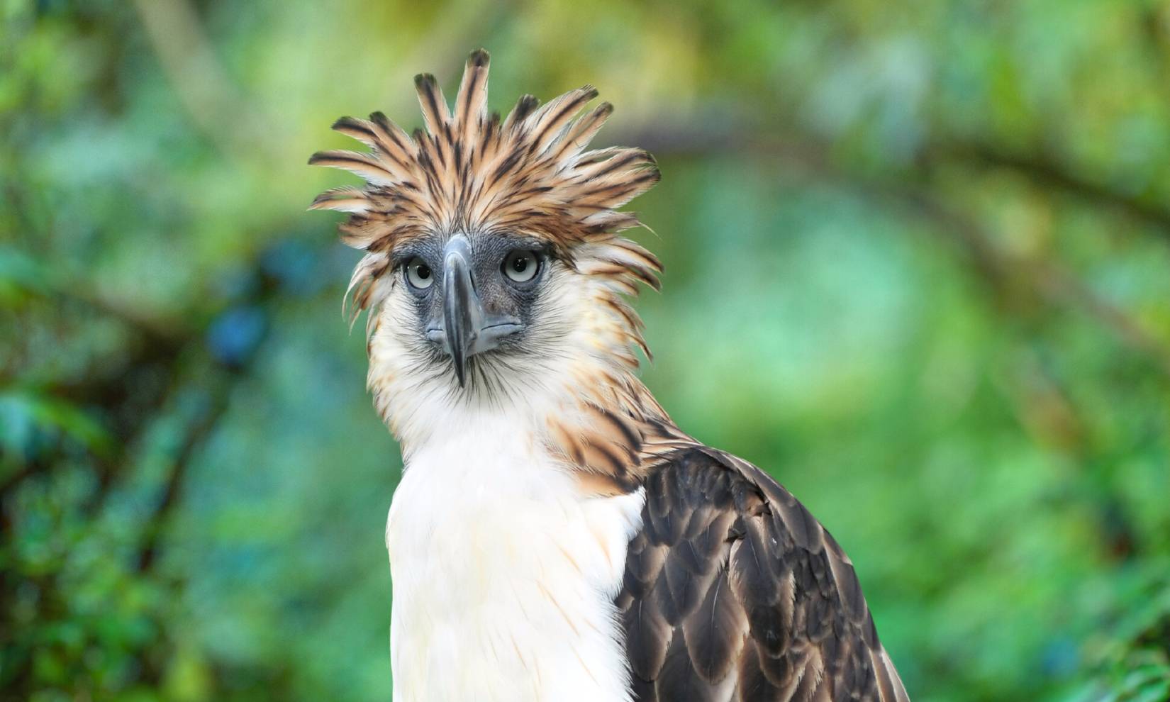 Phillippine Eagle