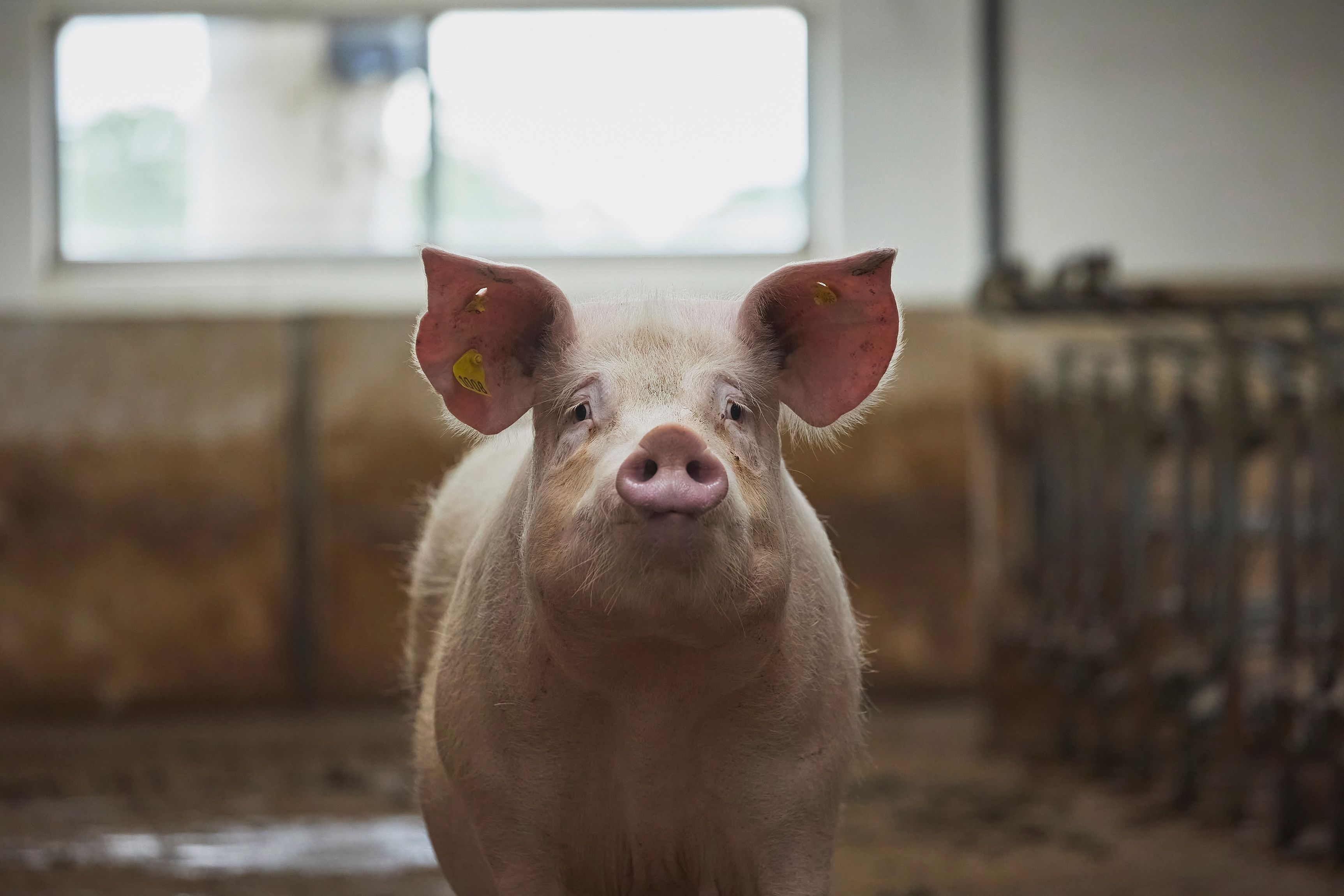 The World Still Mourns Pigcasso Whose Art Cost Thousands