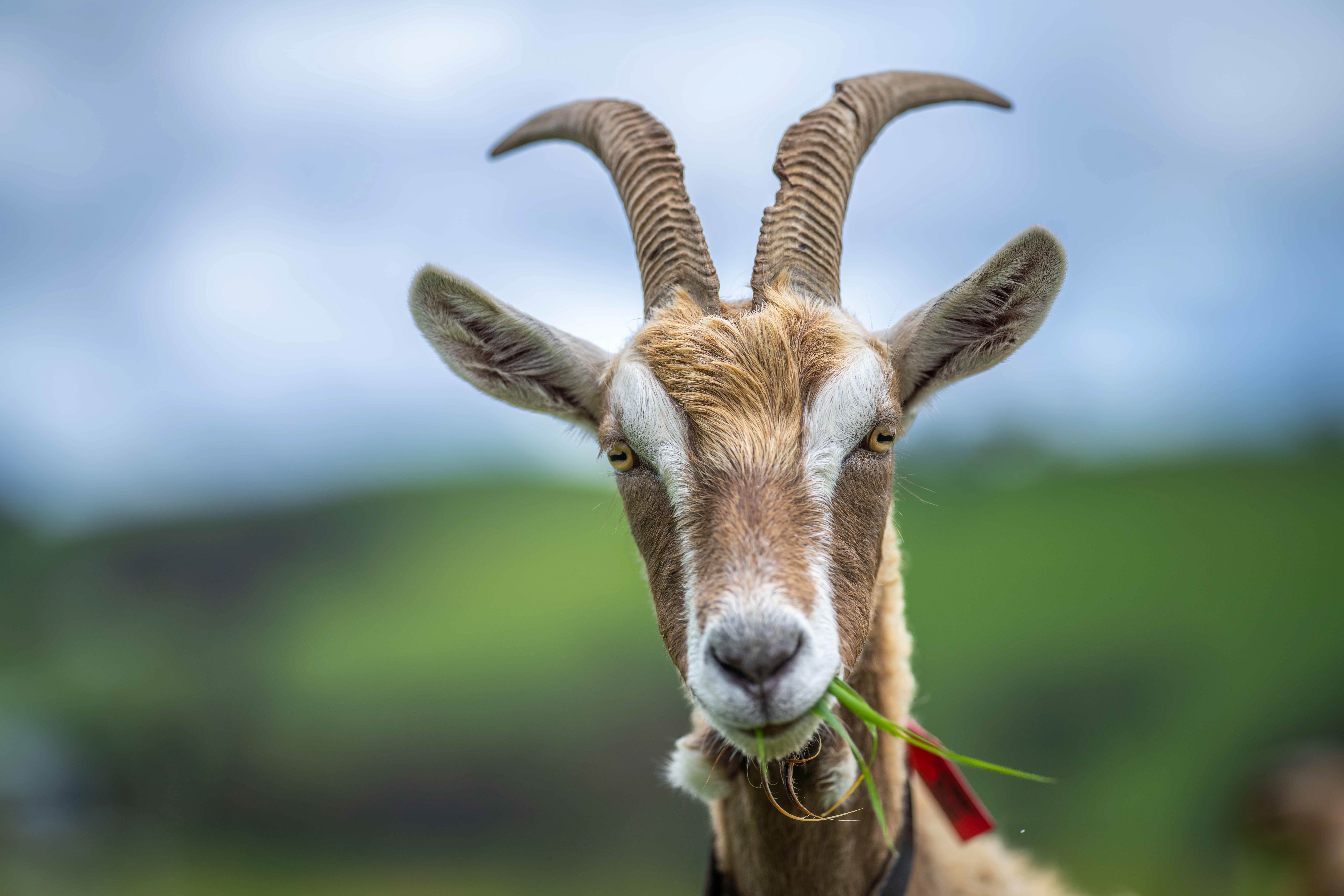 Why Google Headquarters Hired Hundreds Of Goats