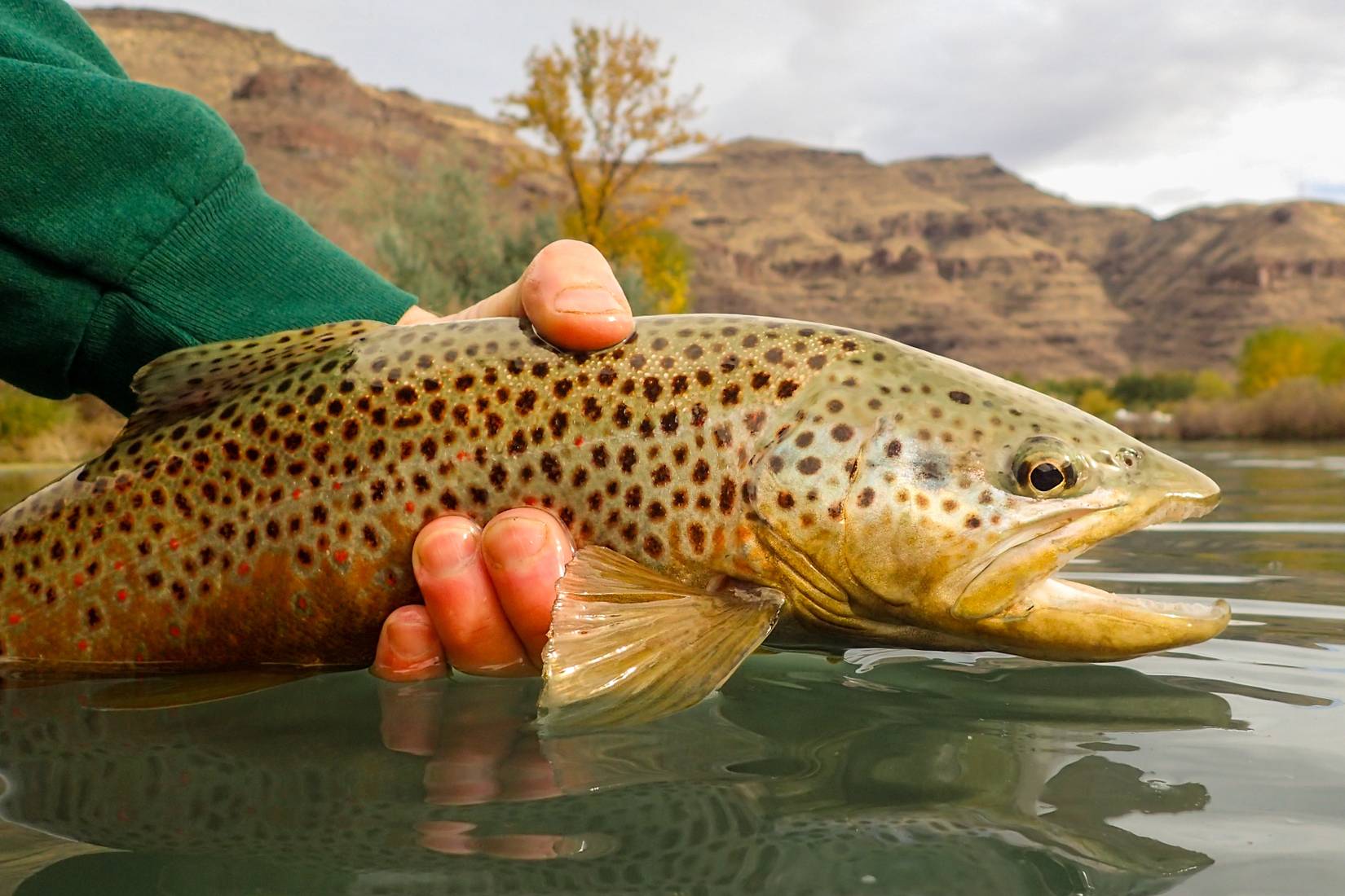 Fly fishing for brown trout on the Owyhee River, Oregon 