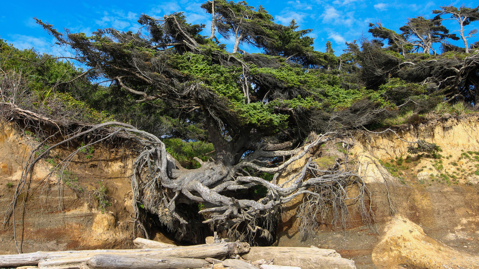 Olympic National Park's Iconic 