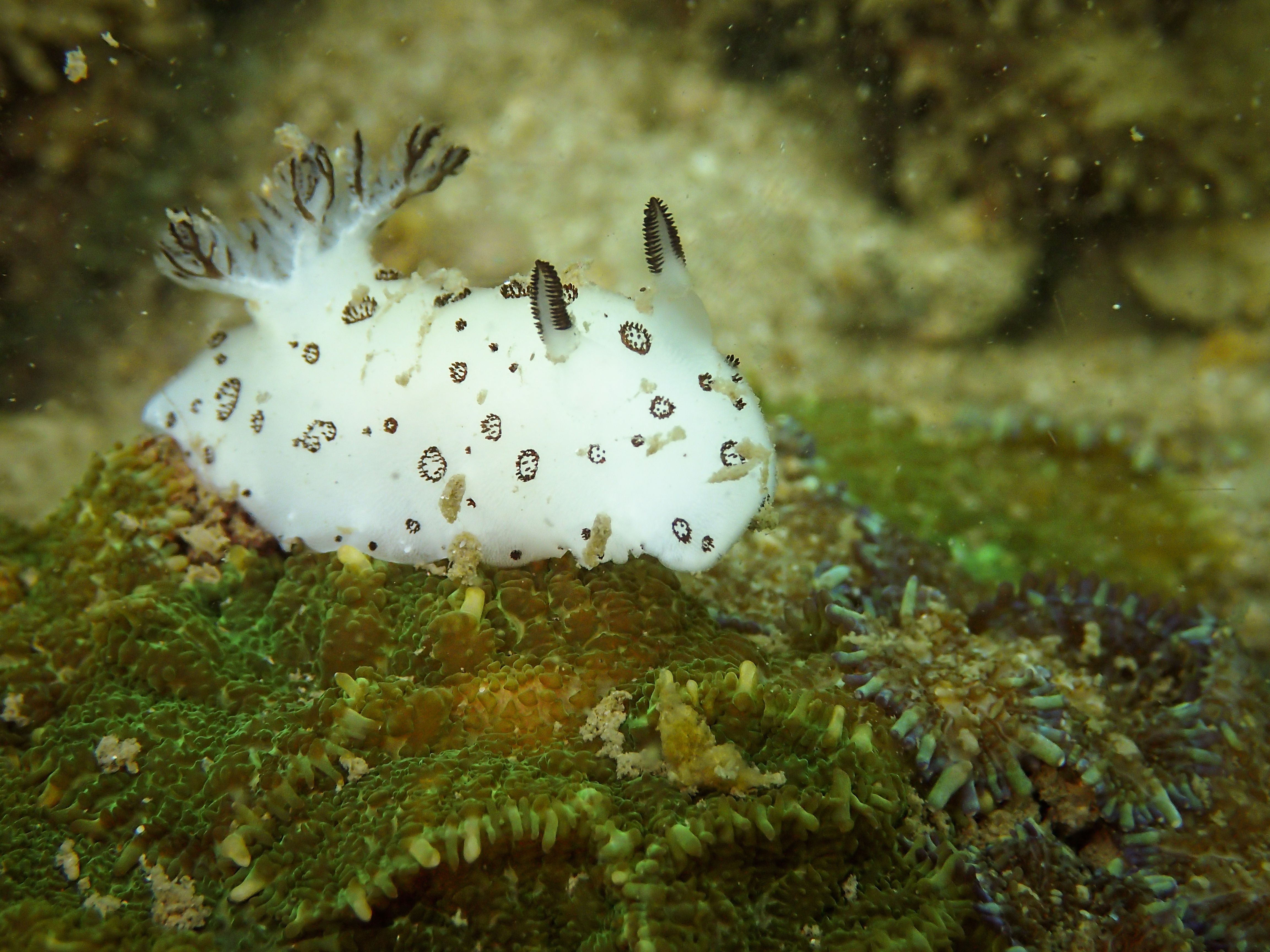 Sea Bunnies