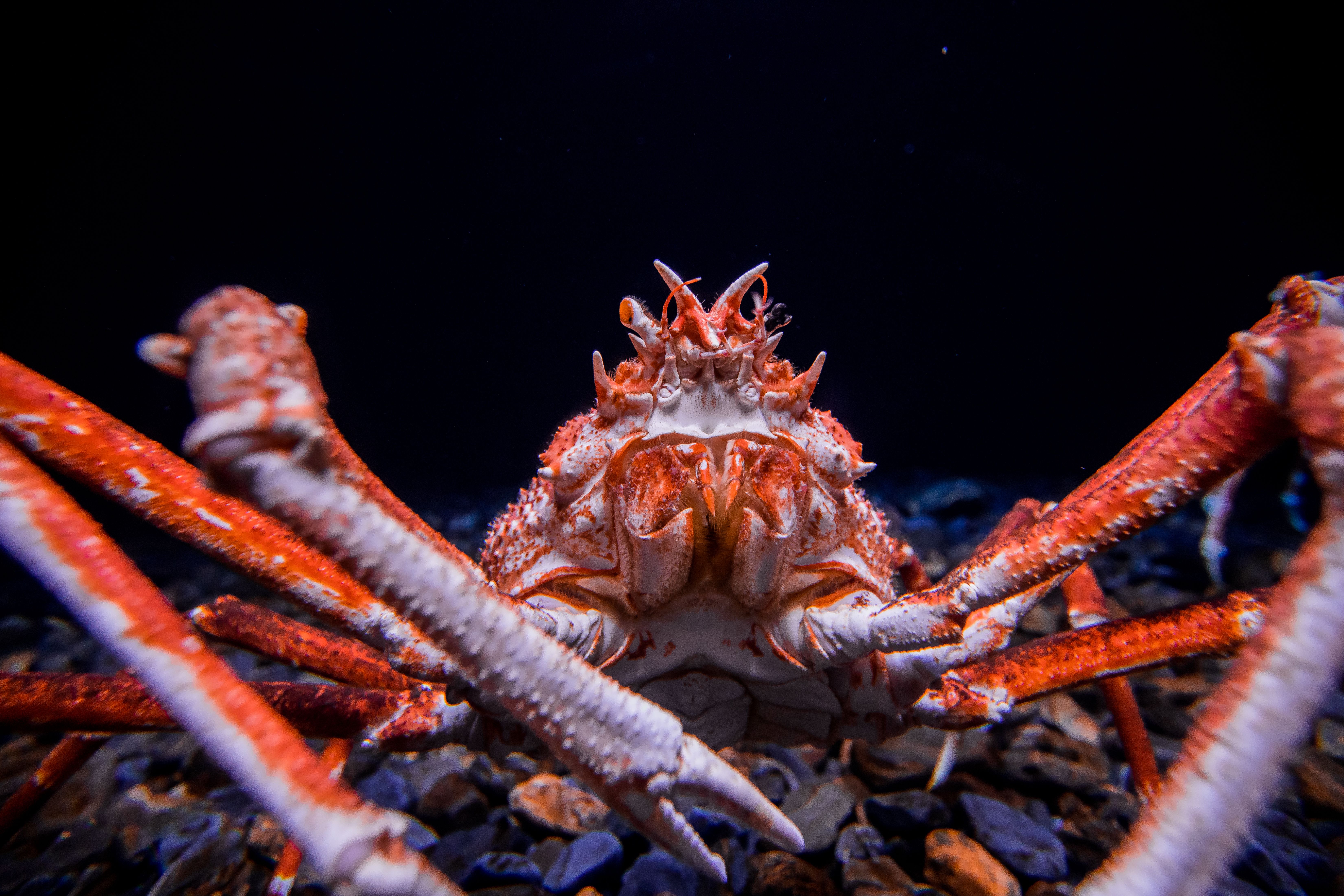 shutterstock_550091350.jpg?w=