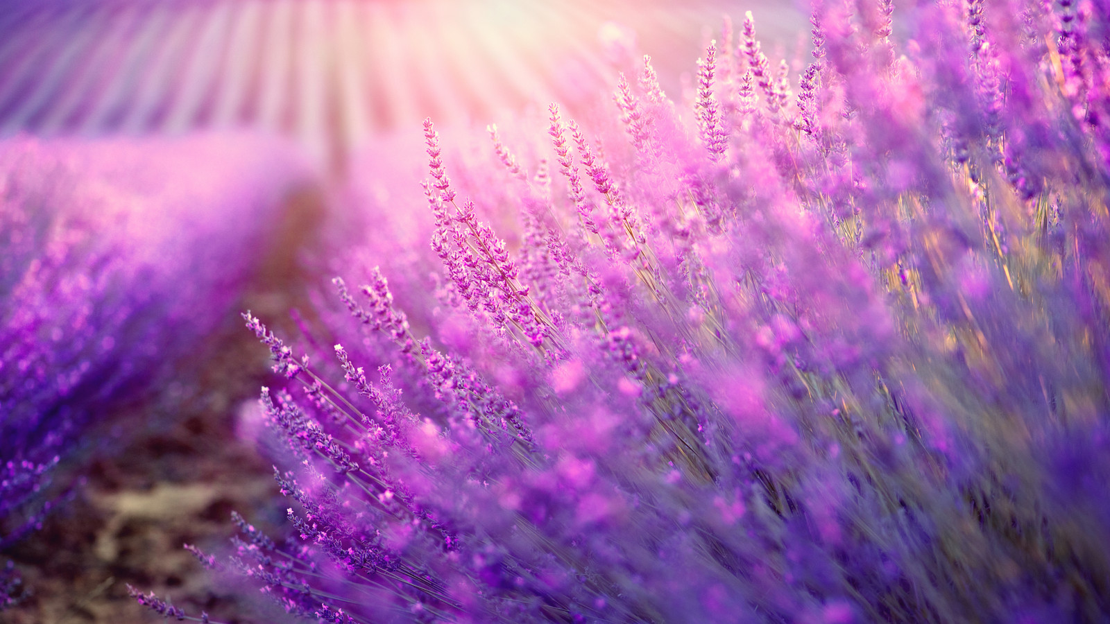 The \, image size:1600x900