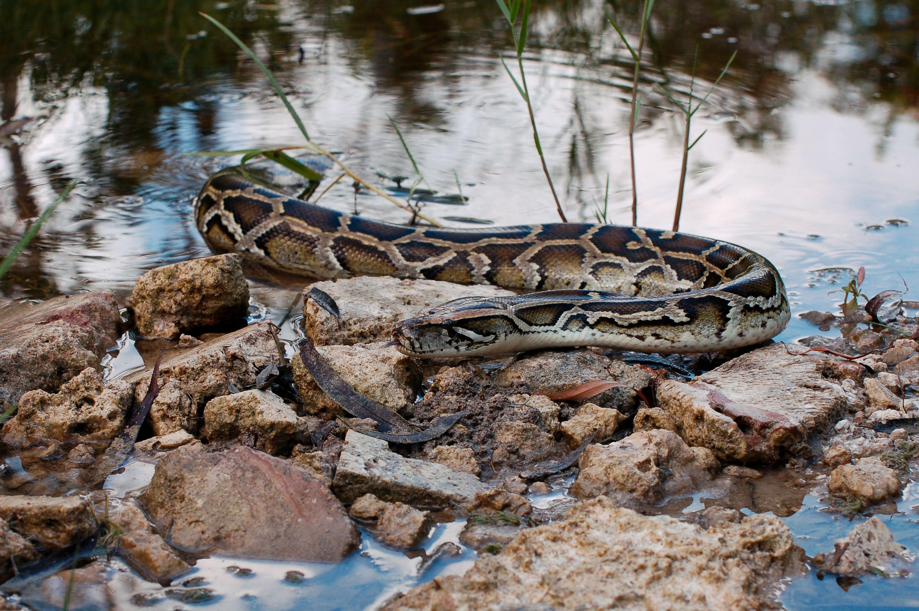 Burmese python in Everglades, Florida, USA
