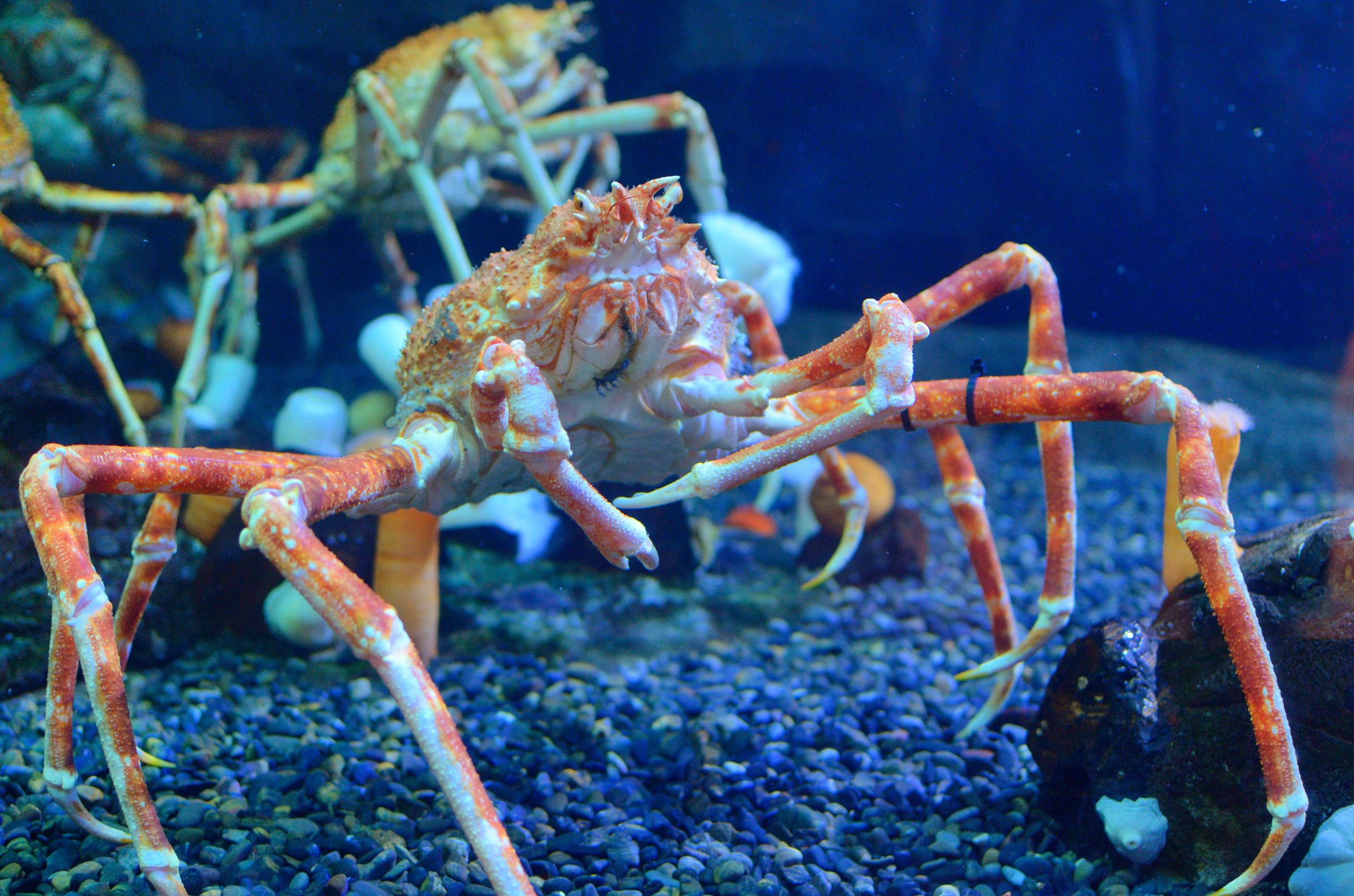 The World's Largest Crab Is Bigger Than Some Cars