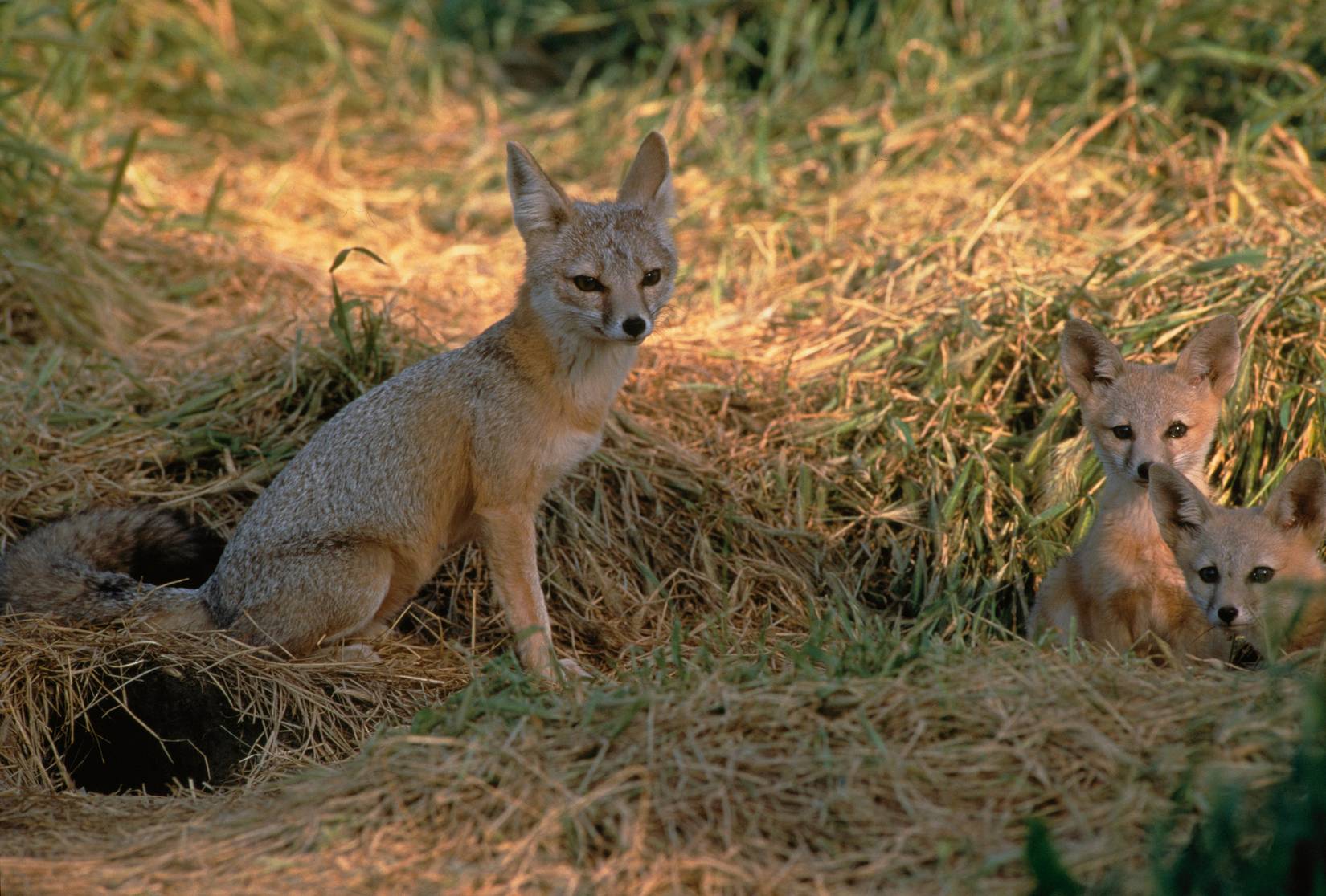 North America's Smallest Fox Could Soon Be Gone Forever