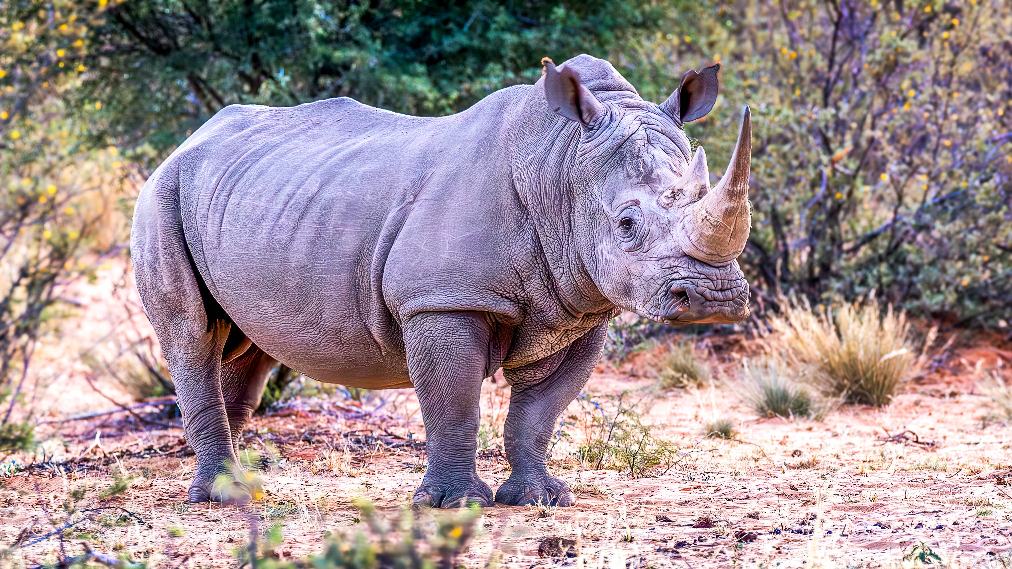 The Last Two Rarest Rhinos Alive Are Protected By Armed Guards Day