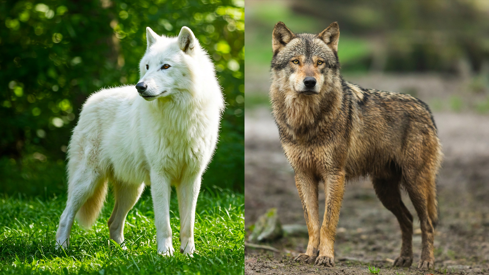 Dire Wolf Vs. Gray Wolf What's The Difference