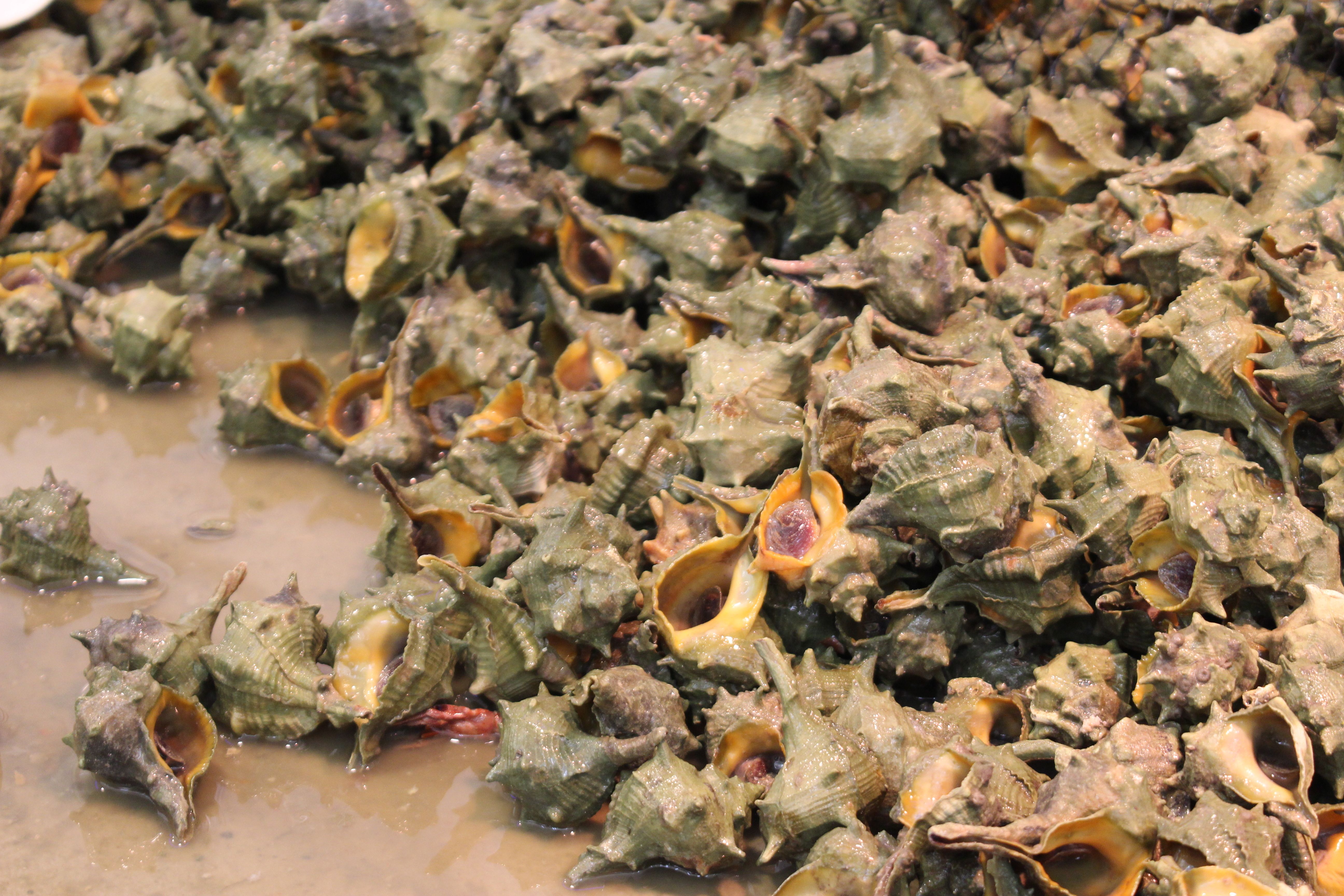 Snail Mucus Just Solved An Ancient Mystery About History's Richest ...