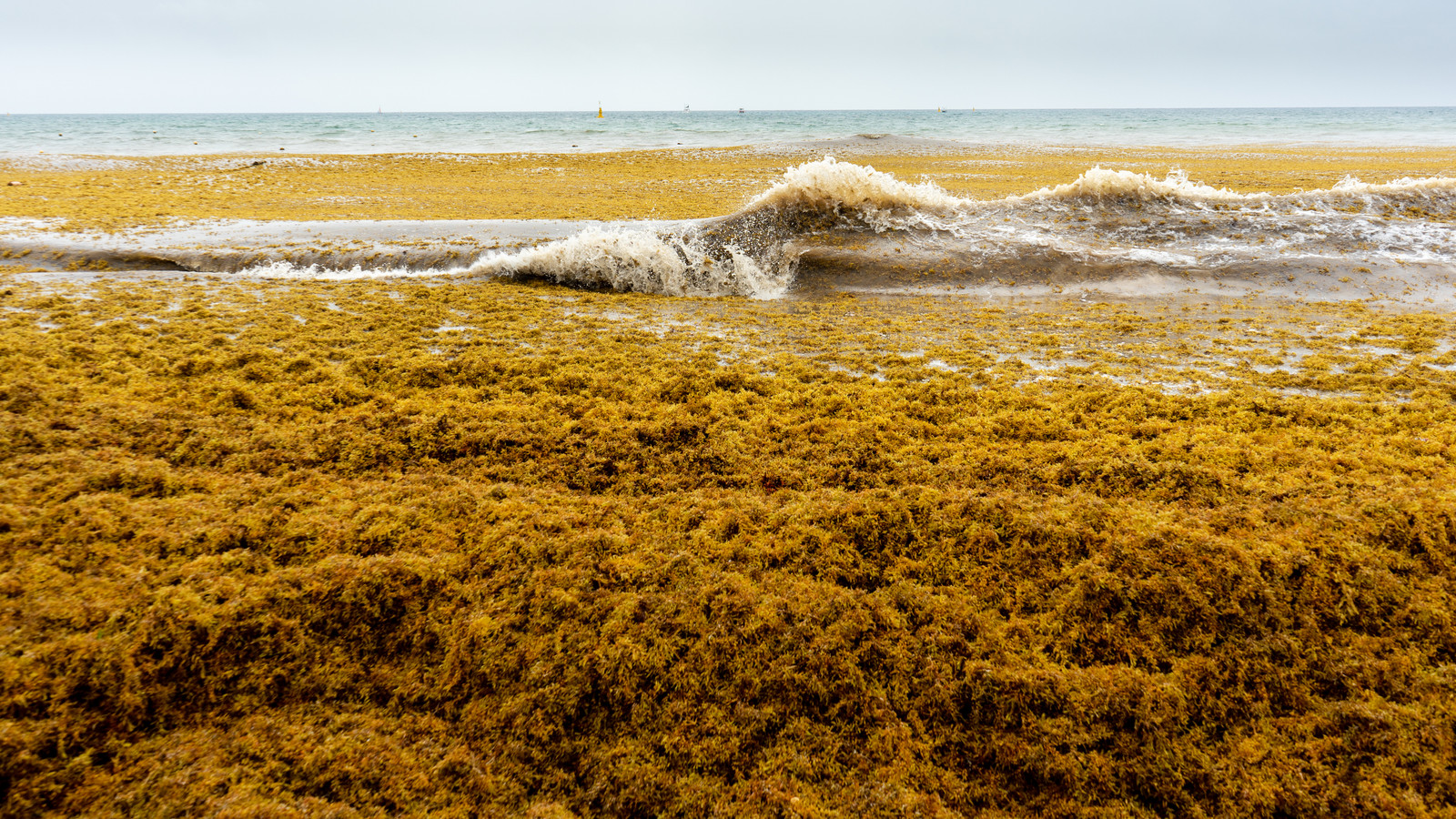 Toxic Seaweed54131669