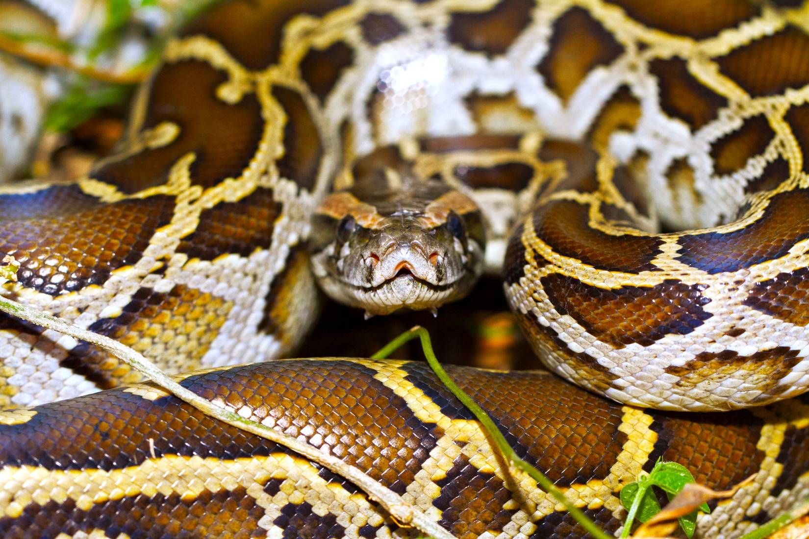 One Of The World's Largest Snakes Has Invaded A Major U.S. National Park
