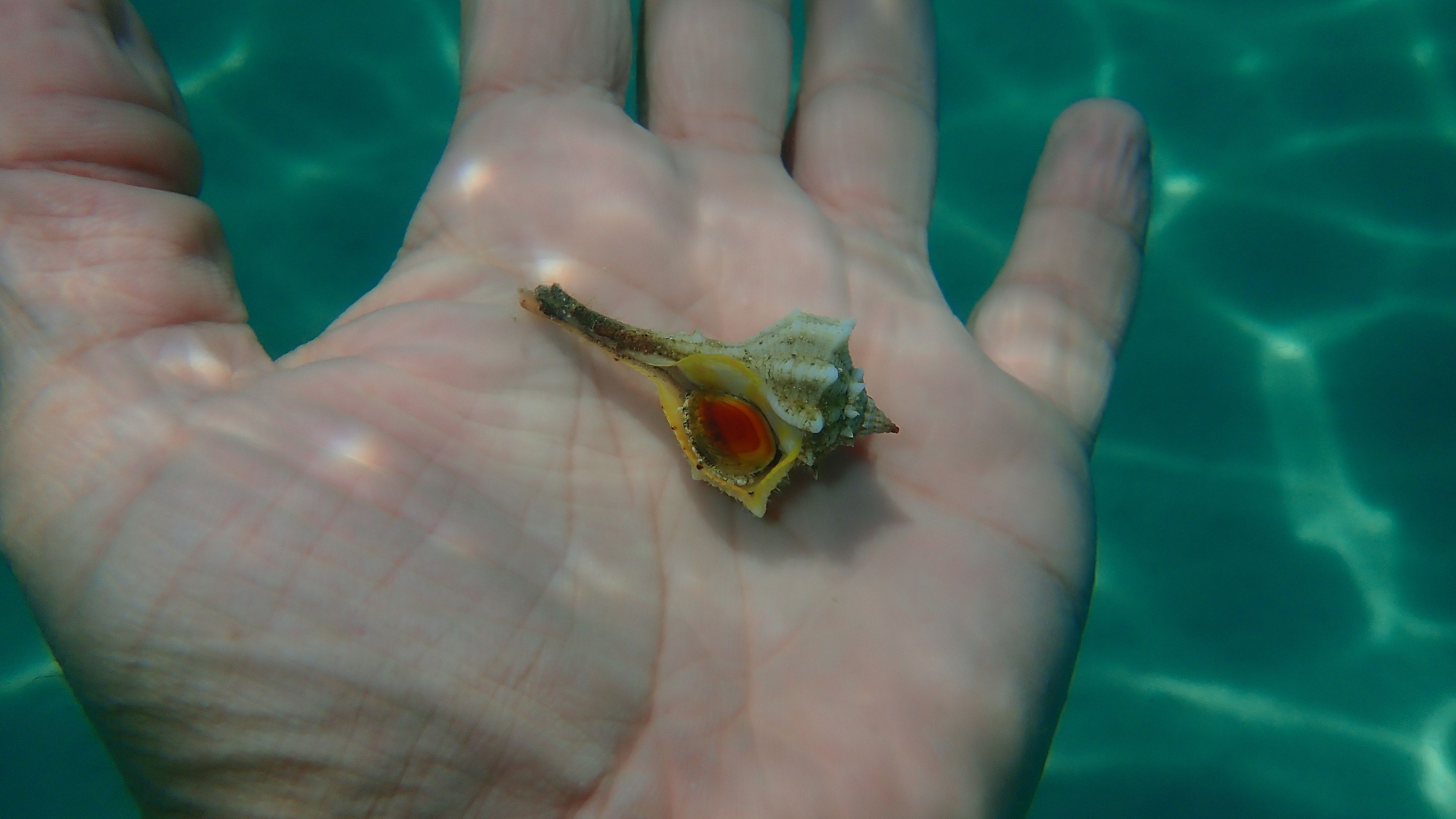 Snail Mucus Just Solved An Ancient Mystery About History's Richest ...