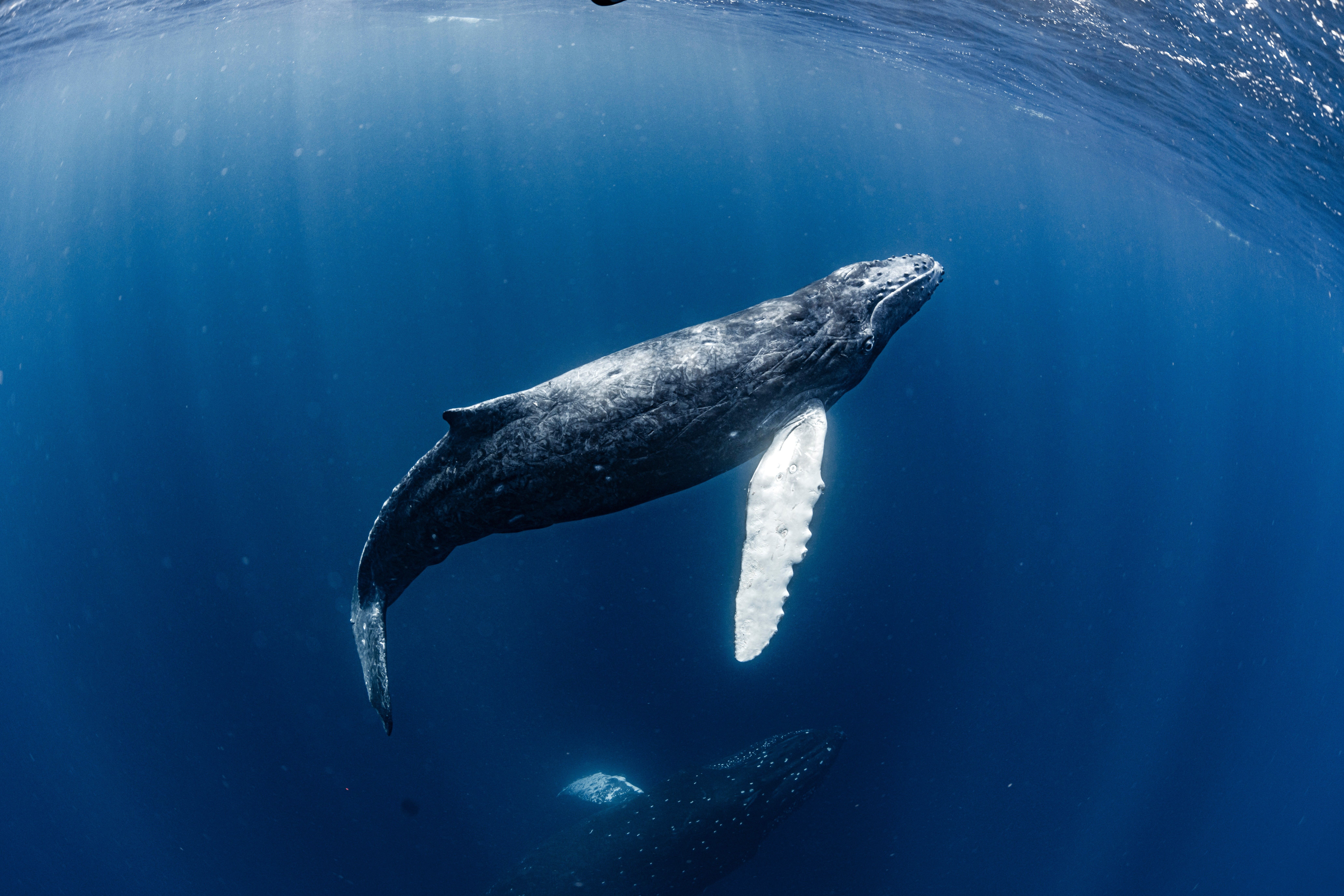 チャンネルアイランド　 spam whale スパムホエール　5.2 中古】CHANNEL ISLANDS SPERM WHALE model(5'2 × 20 1/2 × 2 1/16