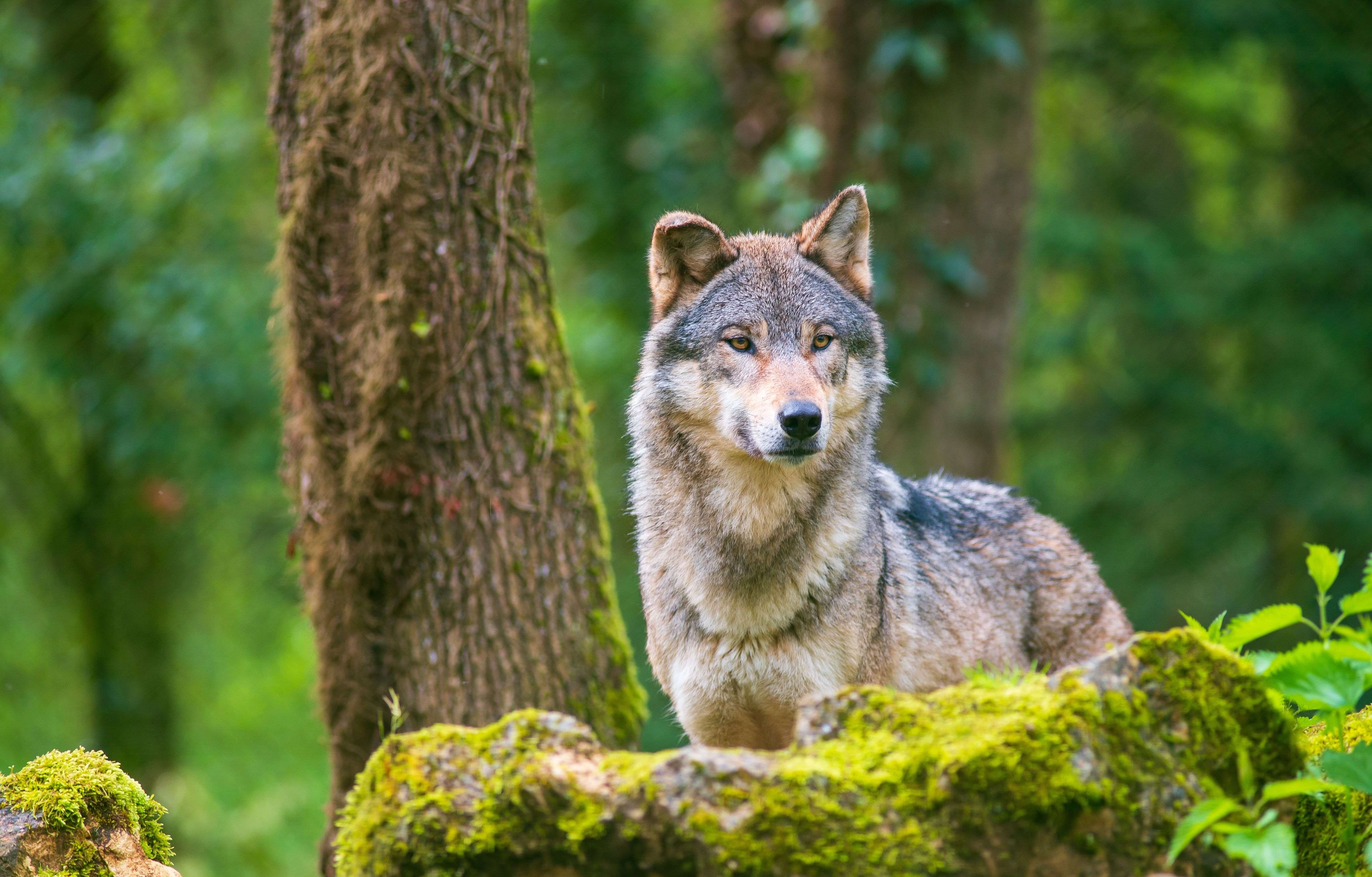 Dire Wolf Vs. Gray Wolf What's The Difference