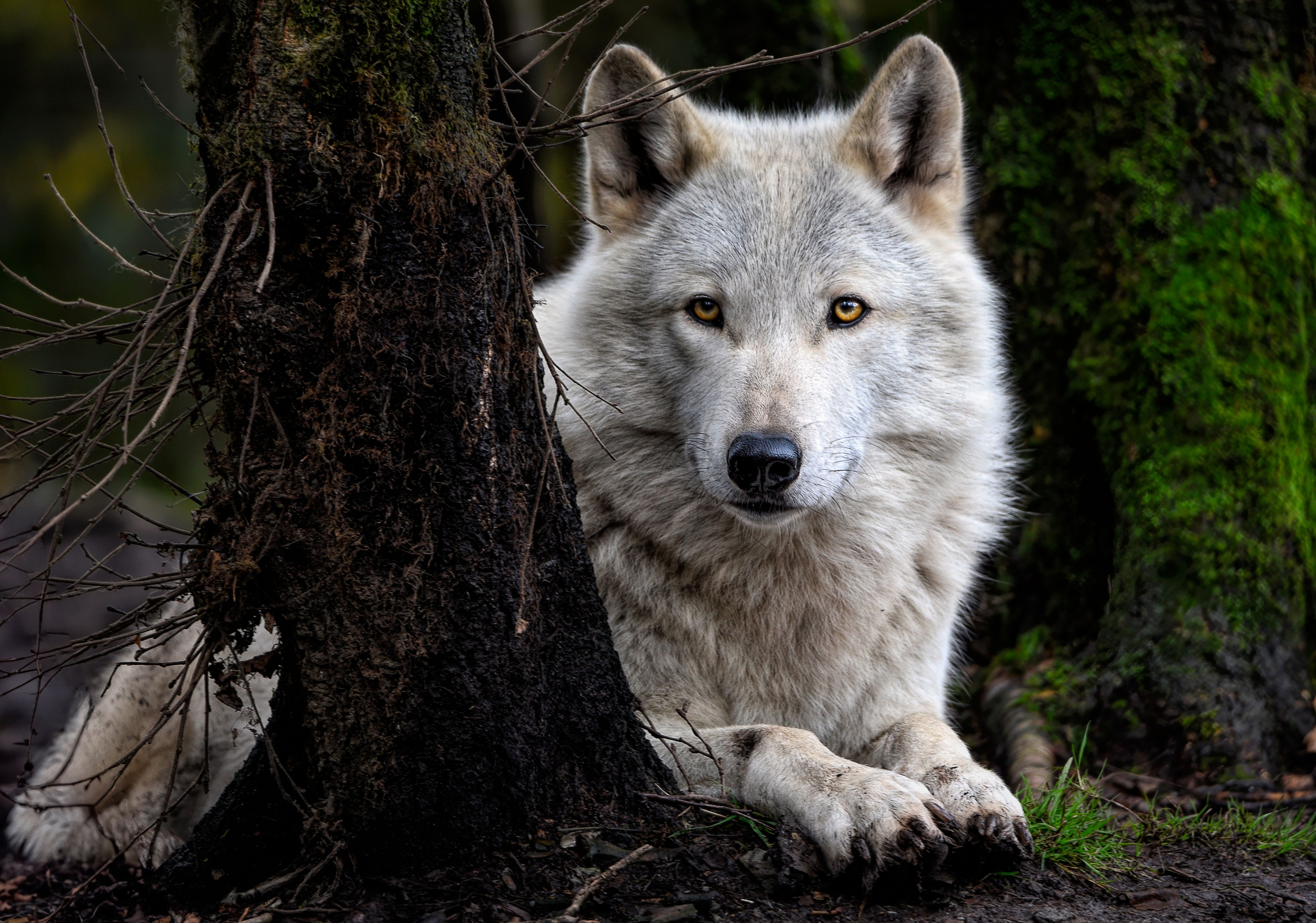 Dire Wolf Vs. Gray Wolf What's The Difference
