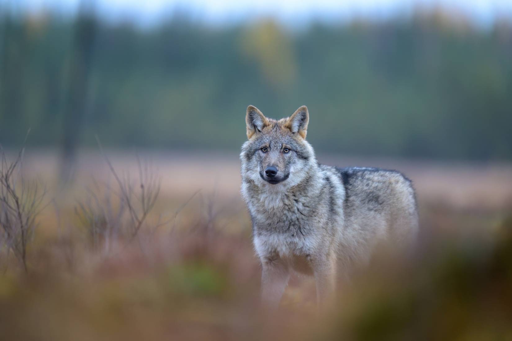 Sequoia National Park Sees Beloved Animal Take A Remarkable Journey ...